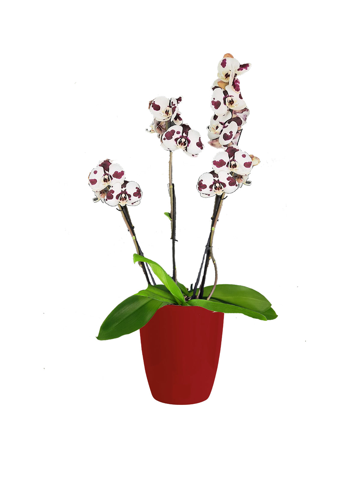 Orchidea Maculata
