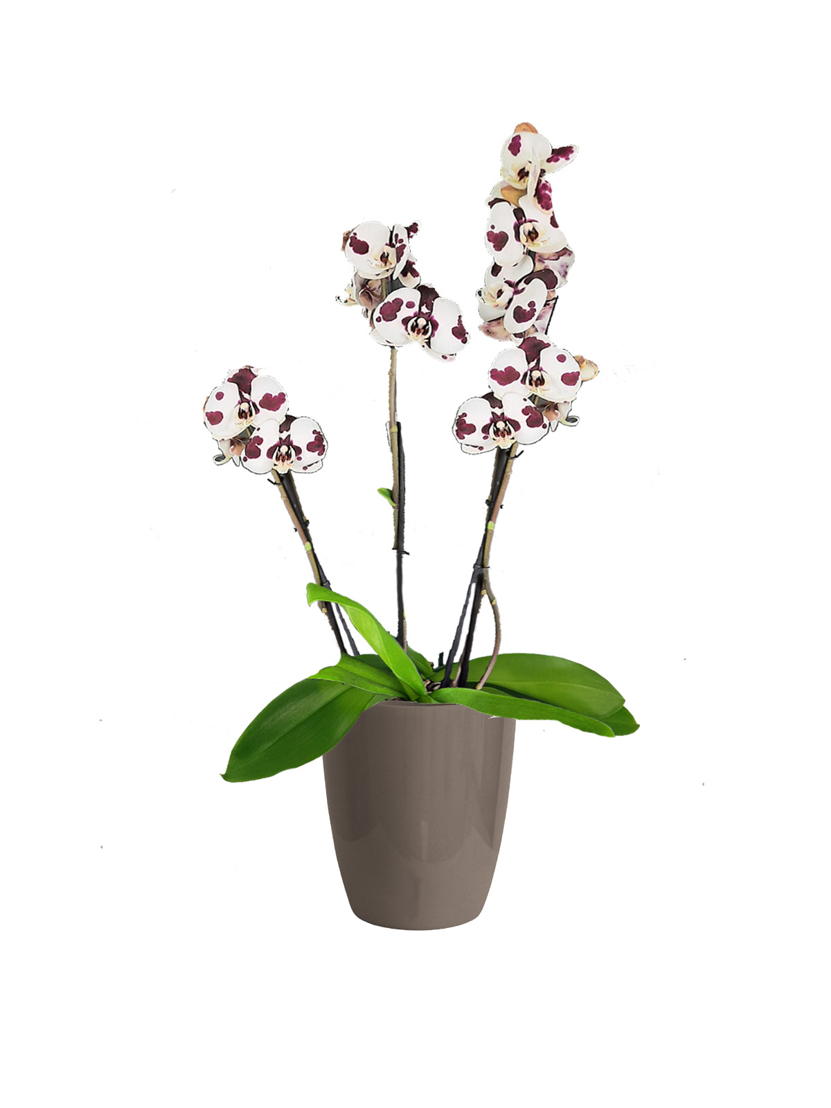 Orchidea Maculata