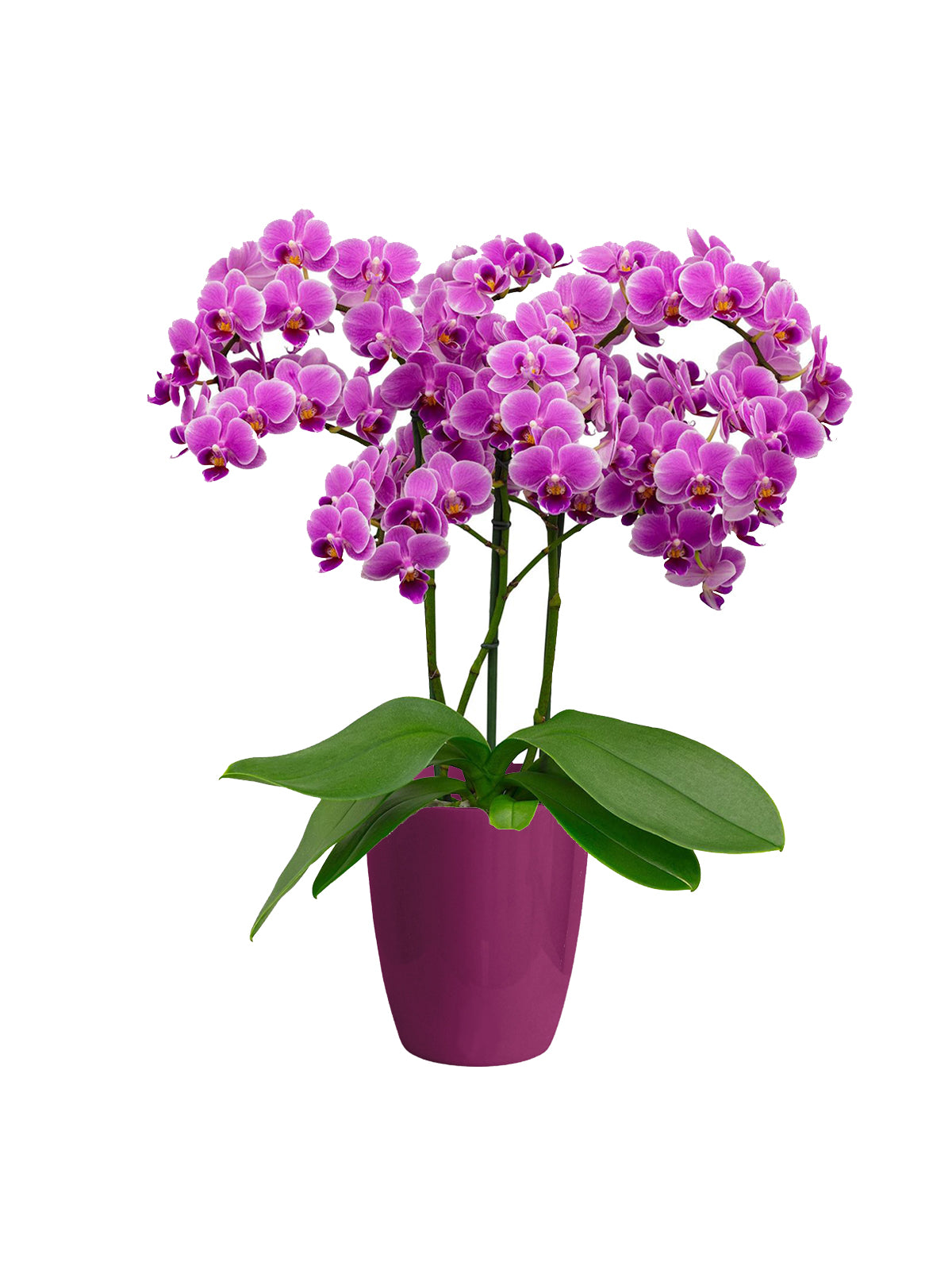 Orchidea Bouquet lilla
