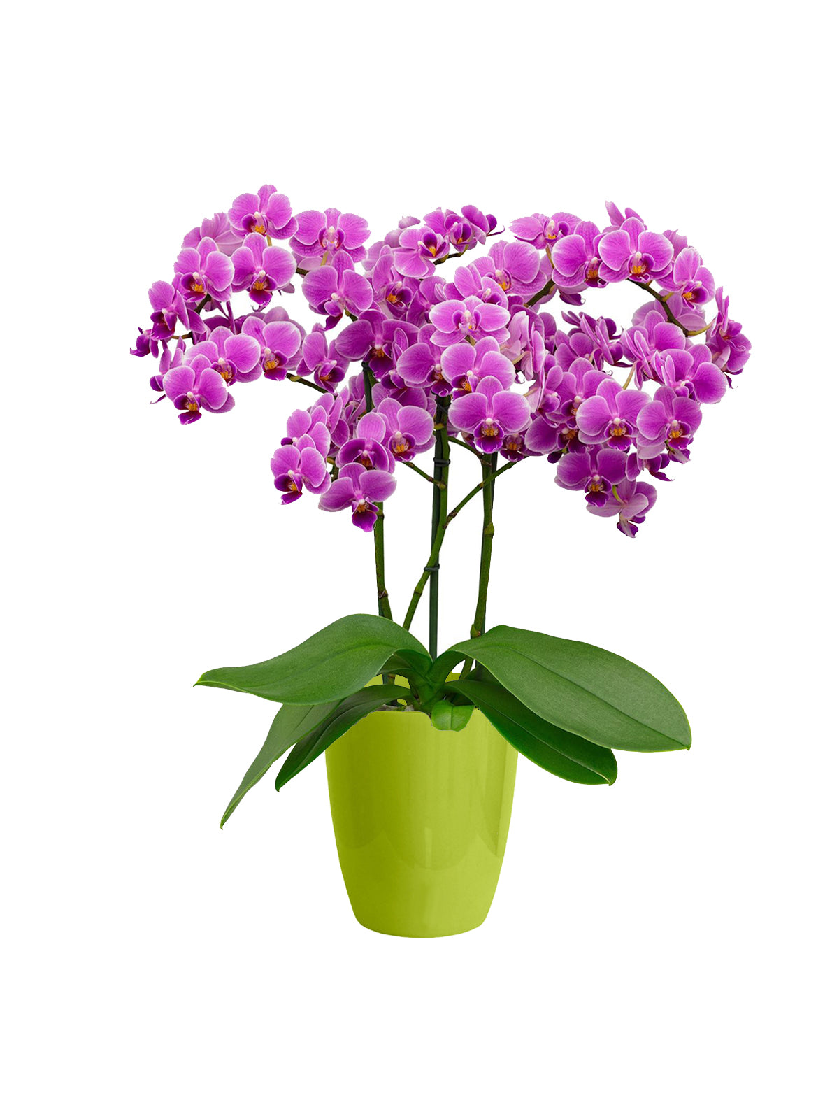 Orchidea Bouquet lilla