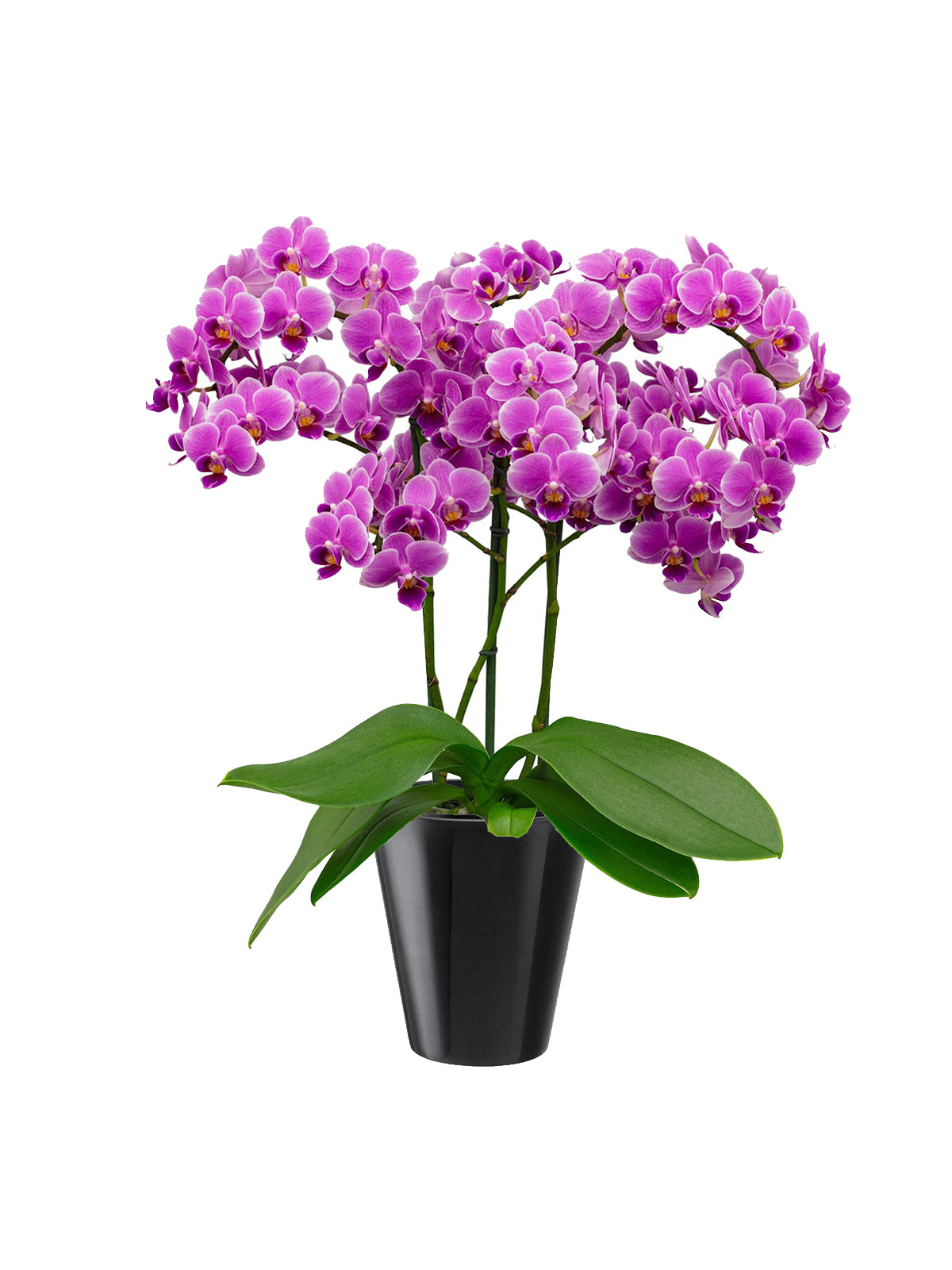 Orchidea Bouquet lilla