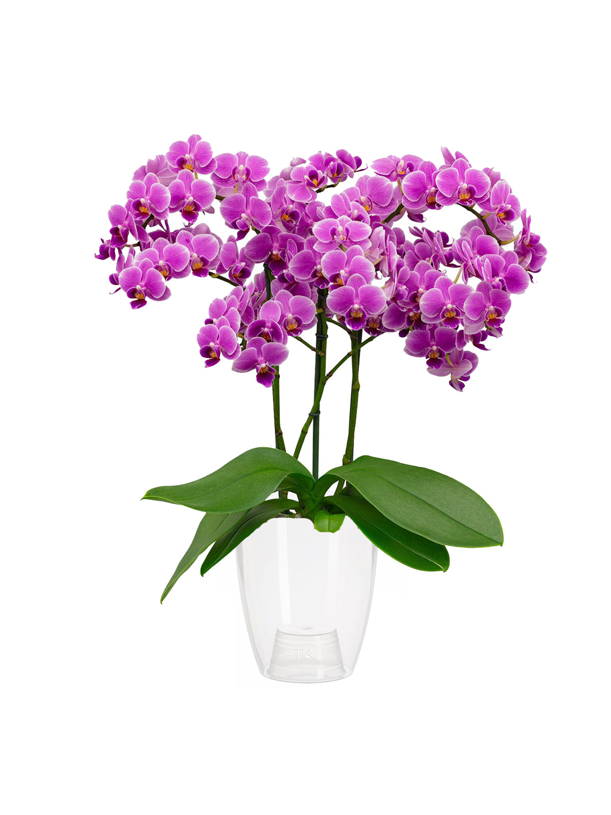 Orchidea Bouquet lilla