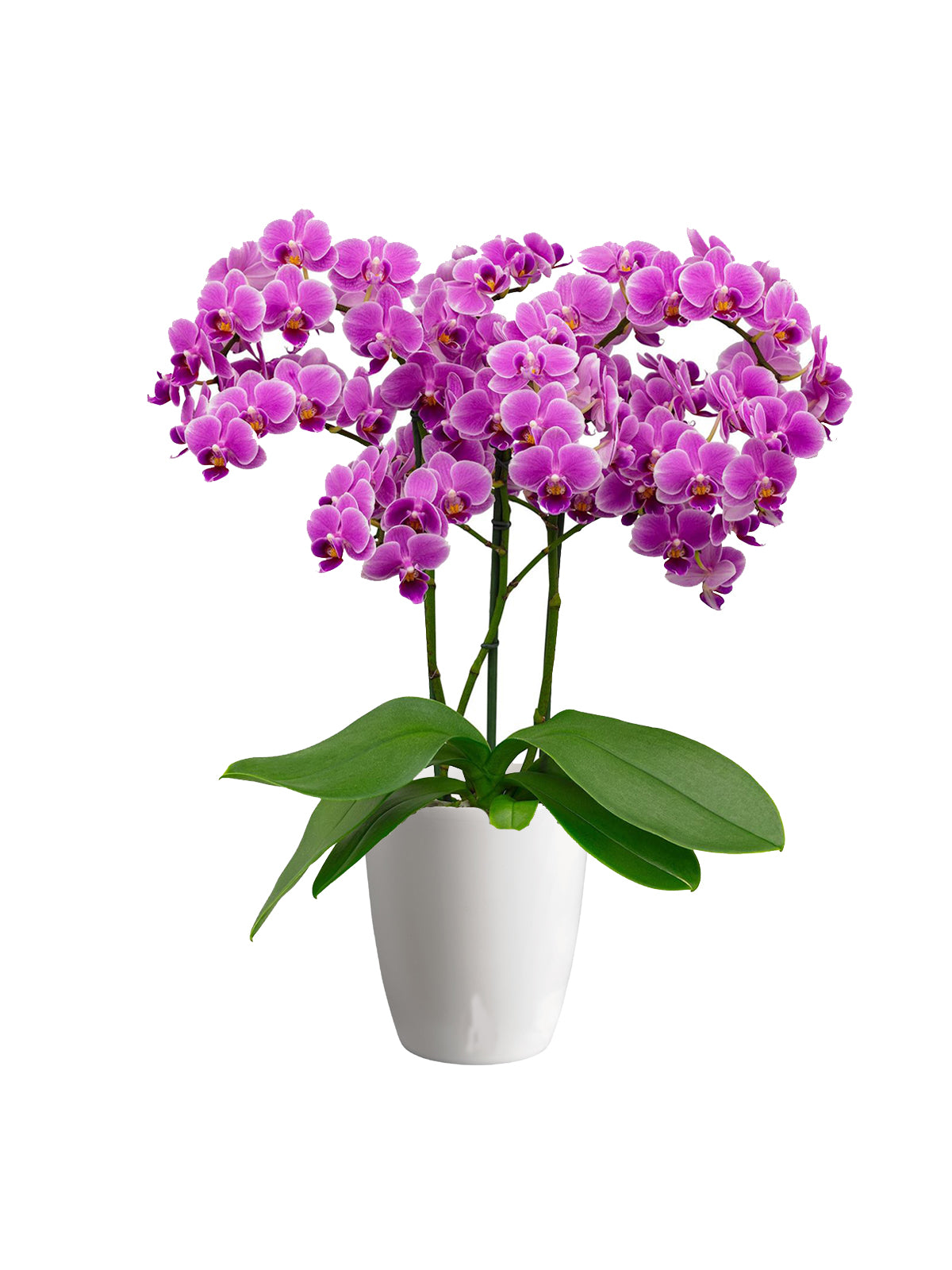 Orchidea Bouquet lilla