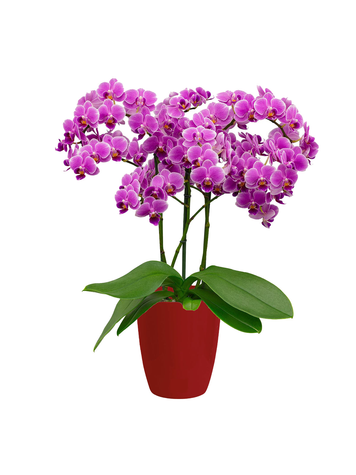 Orchidea Bouquet lilla
