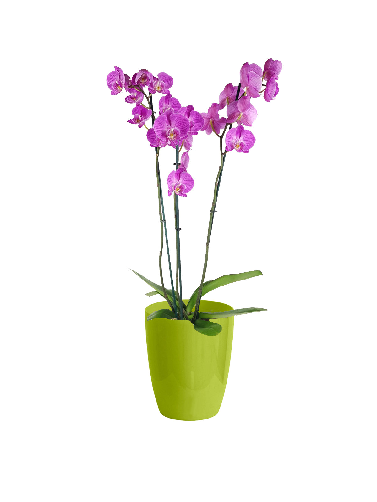 Orchidea Lilla