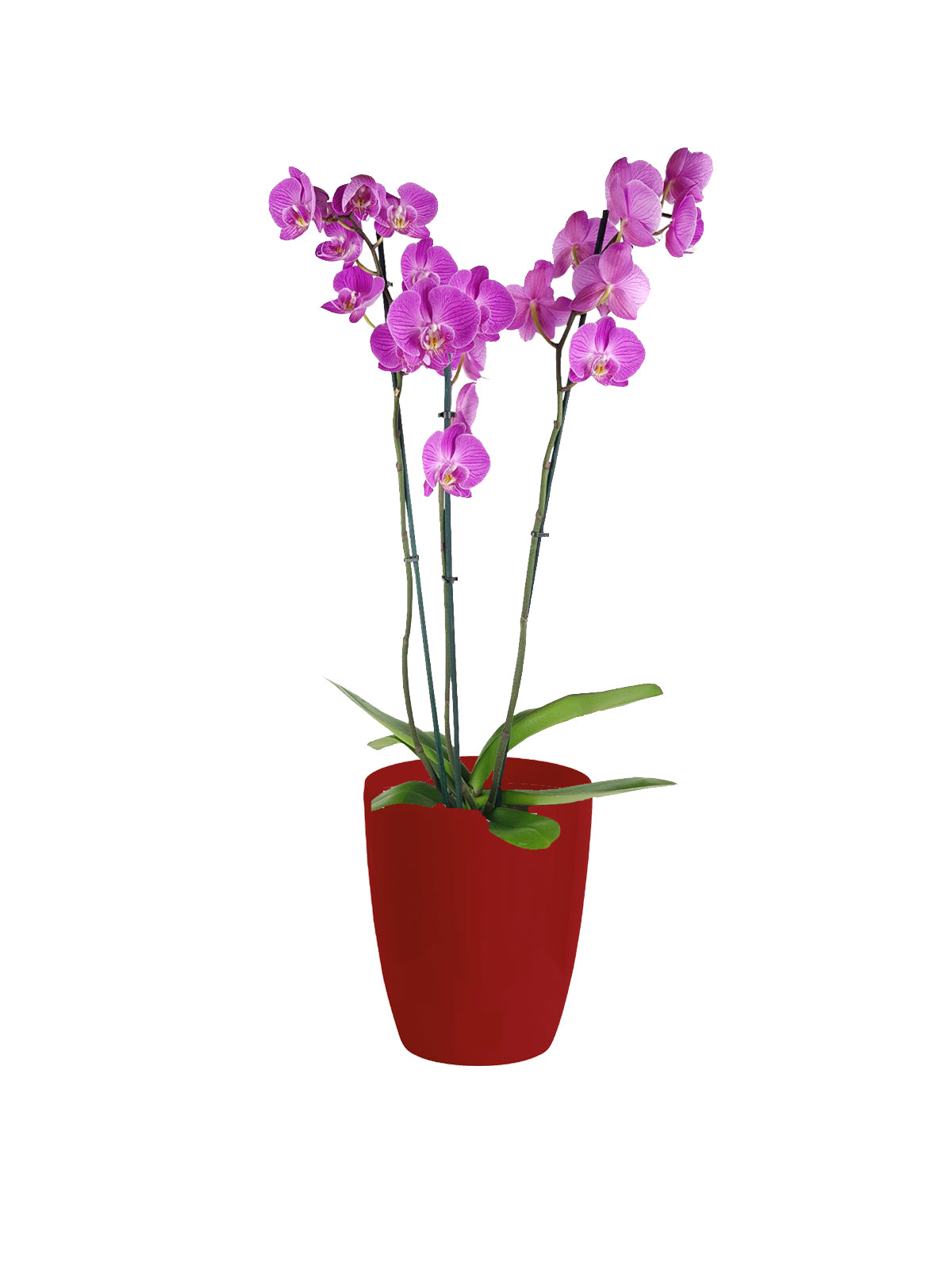 Orchidea Lilla