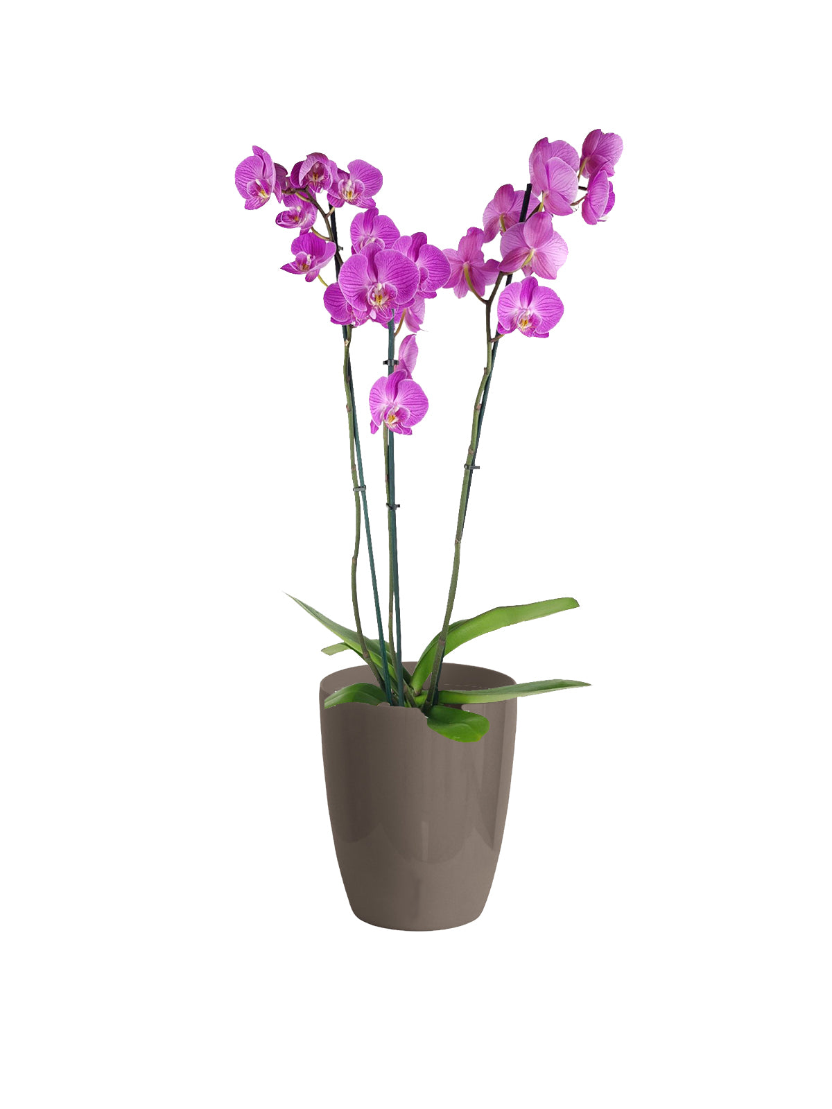 Orchidea Lilla