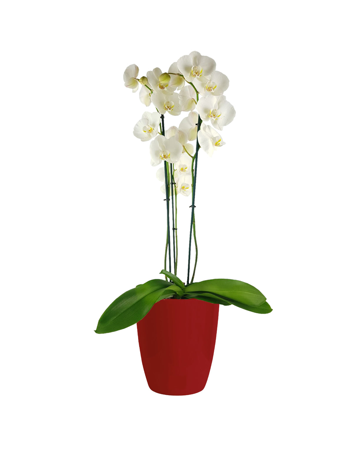Orchidea Bianca