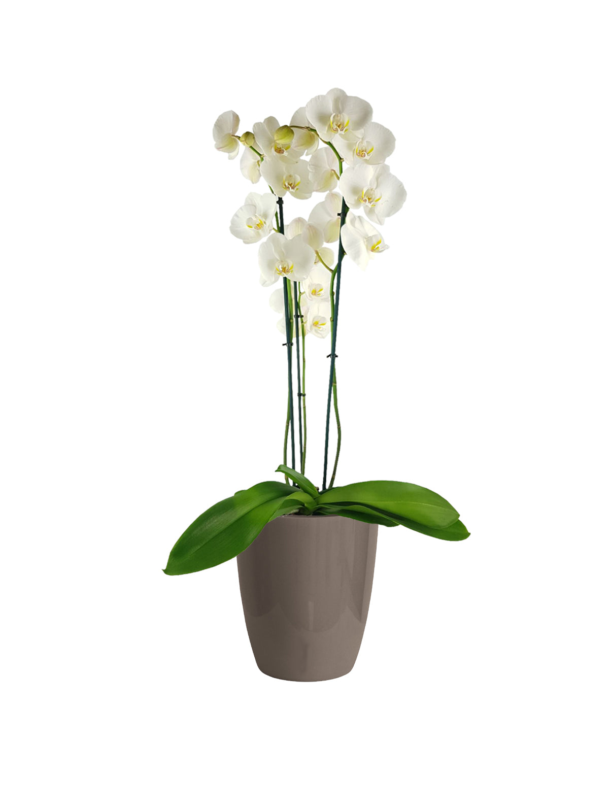 Orchidea Bianca