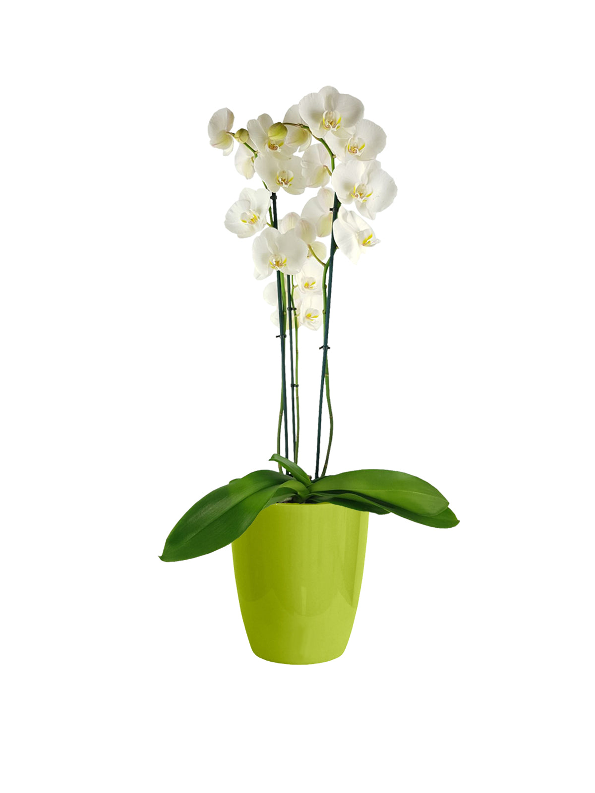Orchidea Bianca