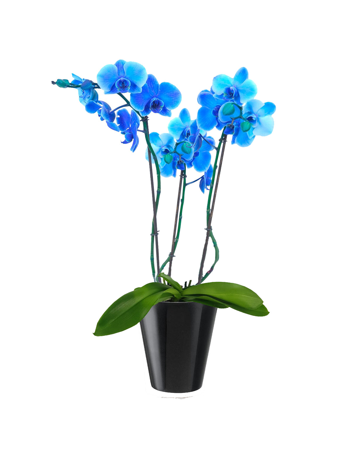 Orchidea Blu