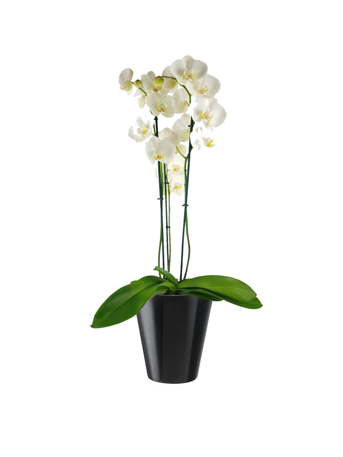 Orchidea Bianca