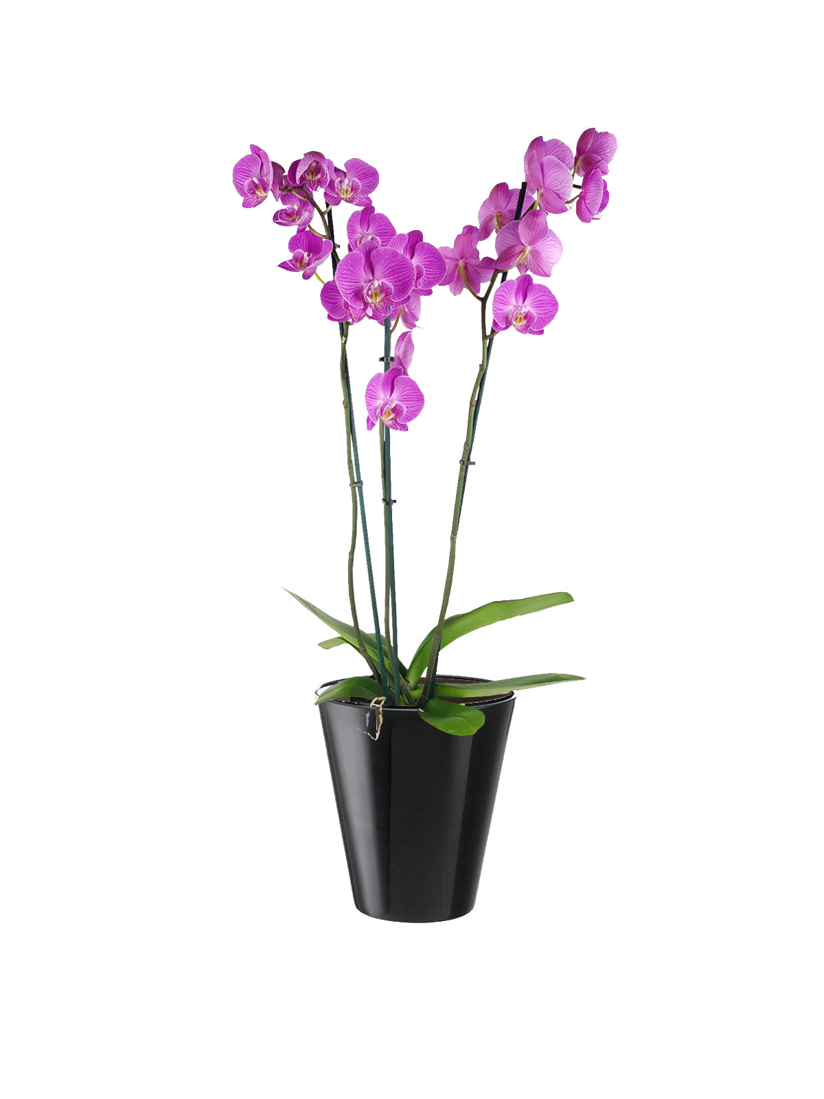 Orchidea Lilla