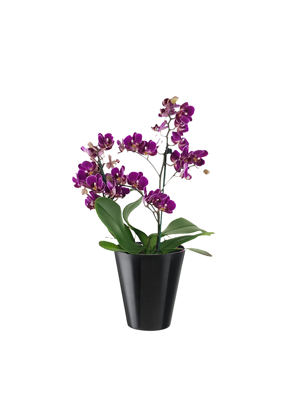 Orchidea Multiflora lilla
