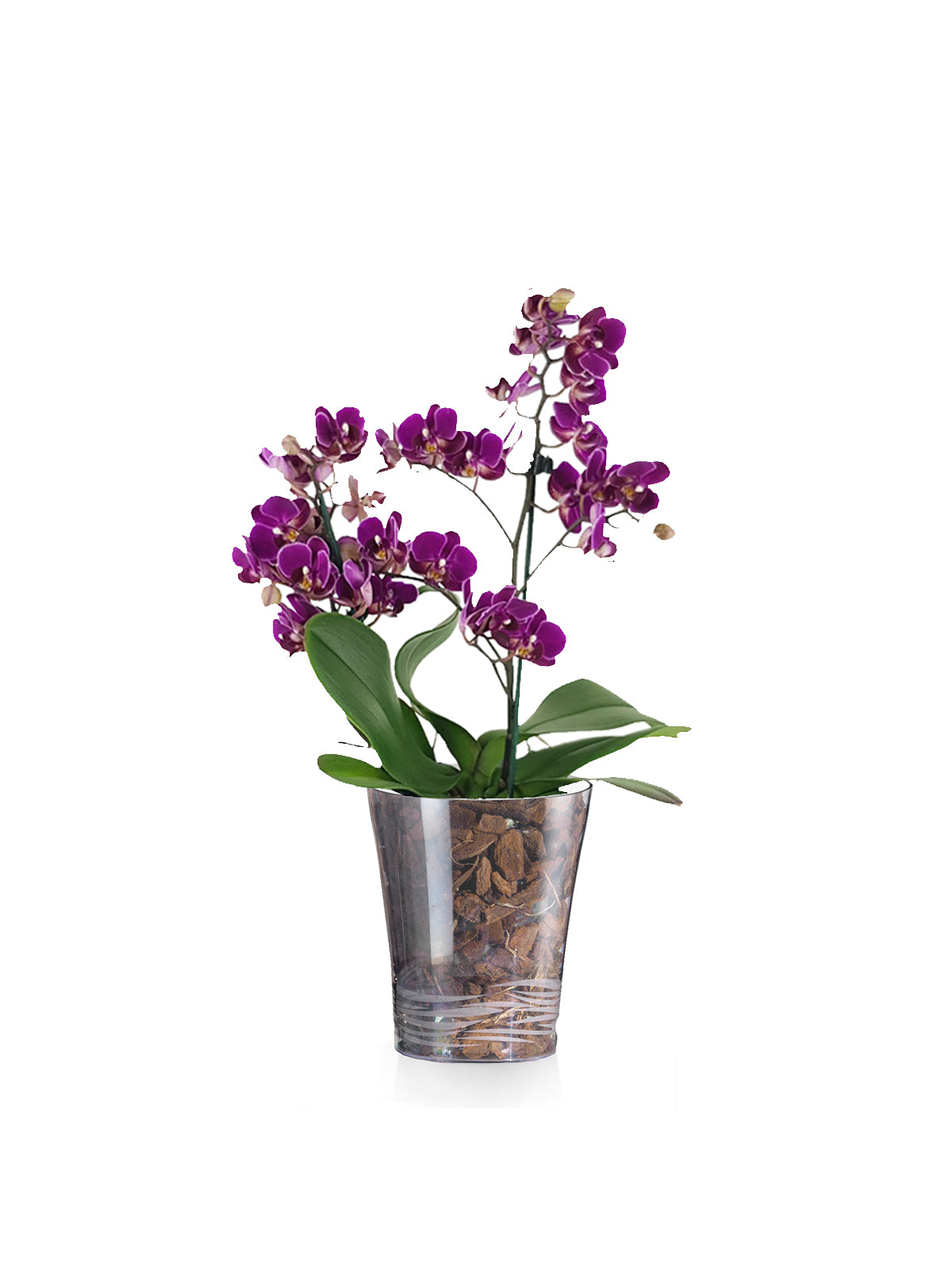 Orchidea Multiflora lilla
