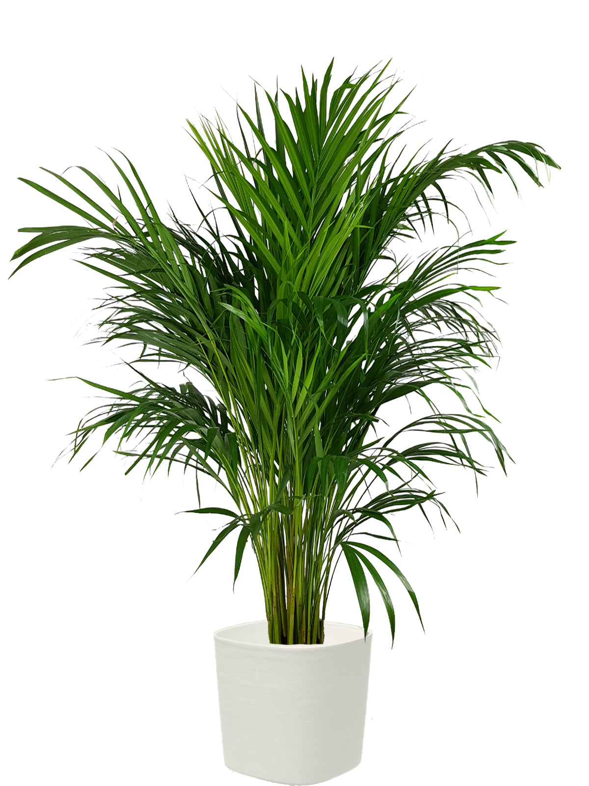 Palma Areca extra