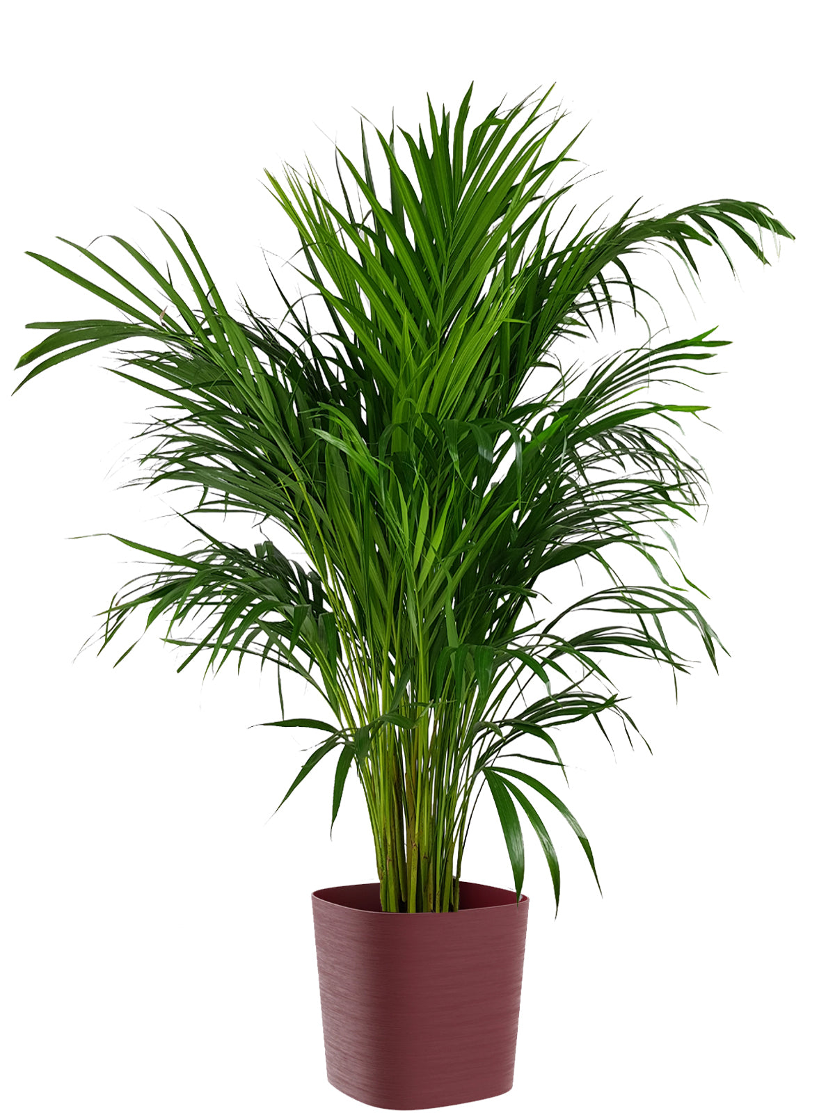Palma Areca extra