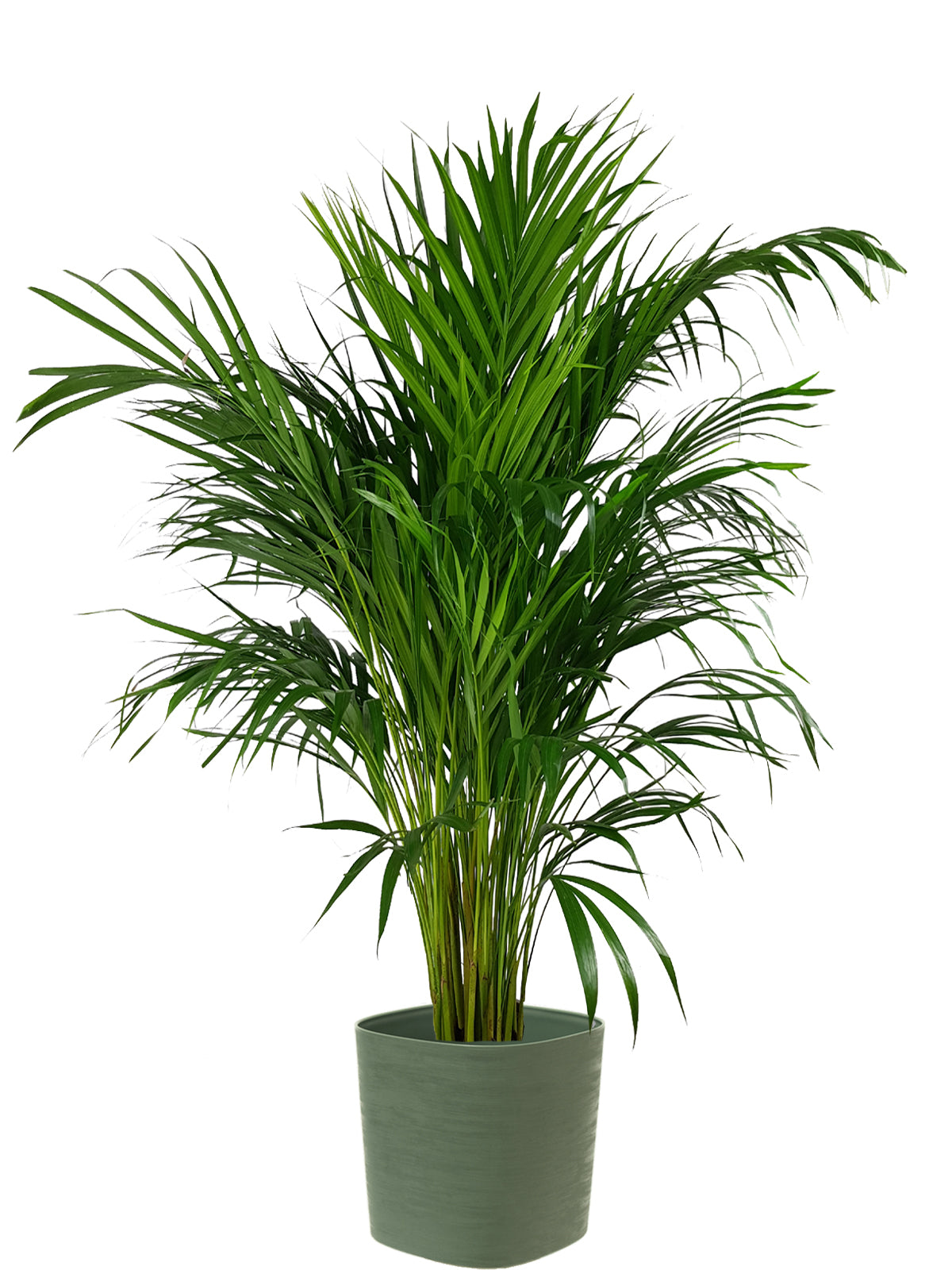 Palma Areca extra