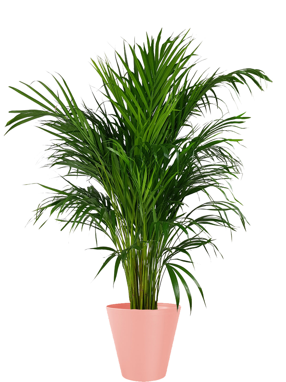 Palma Areca extra