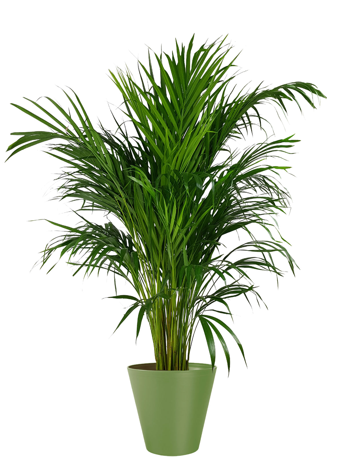 Palma Areca extra