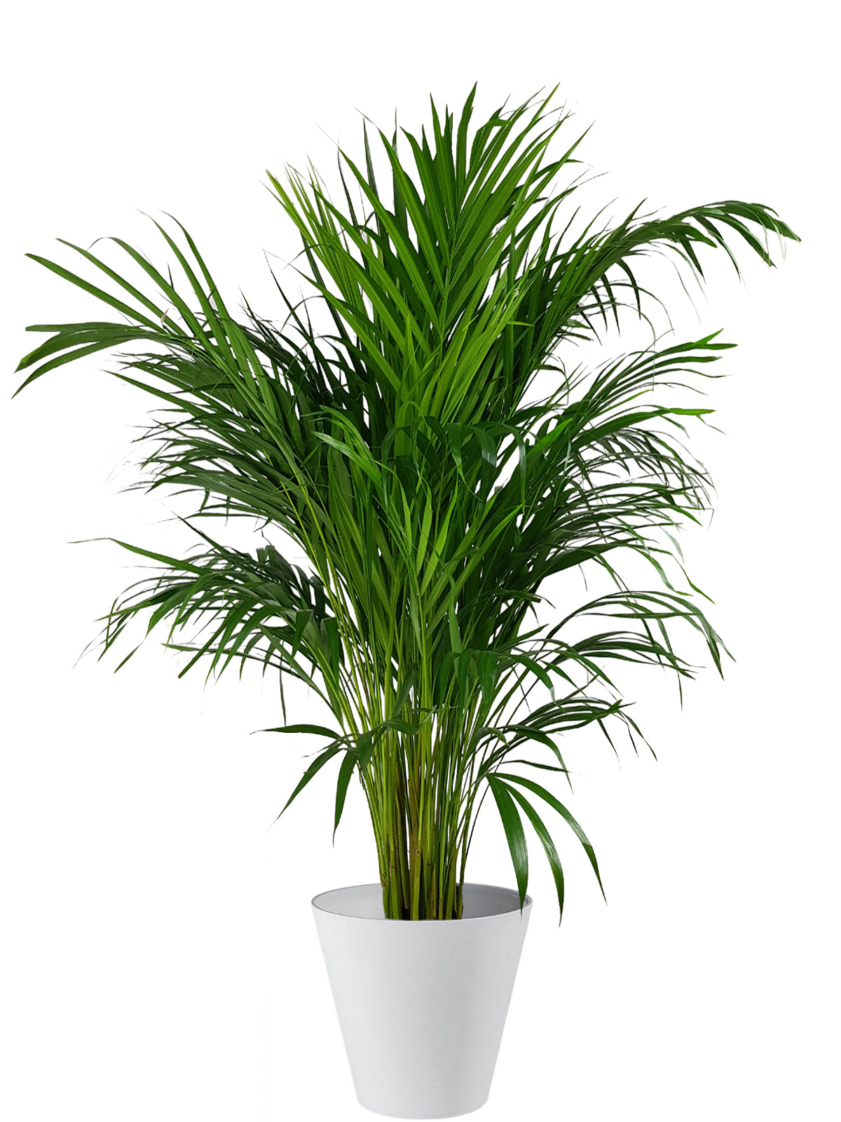 Palma Areca extra