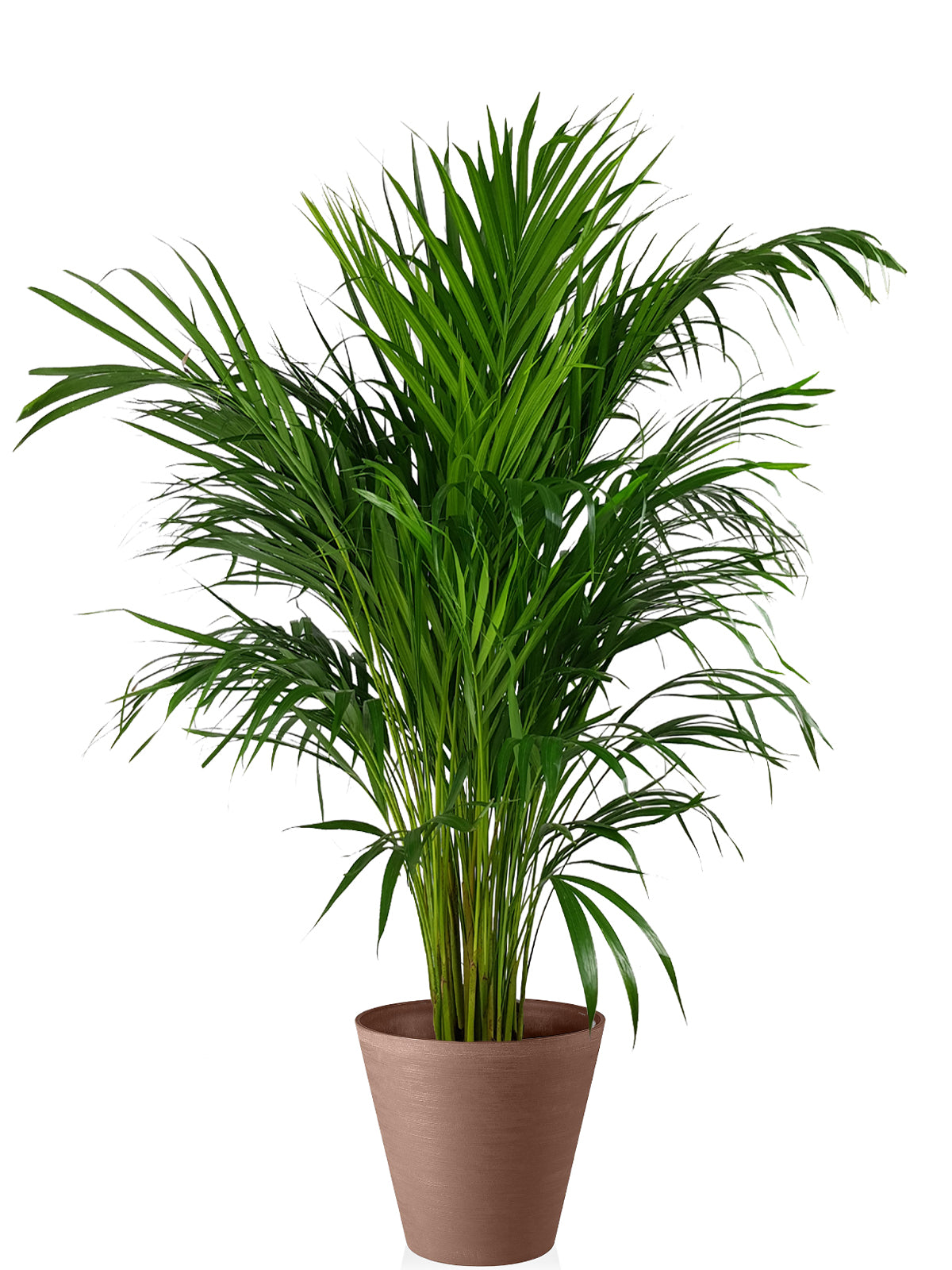 Palma Areca extra