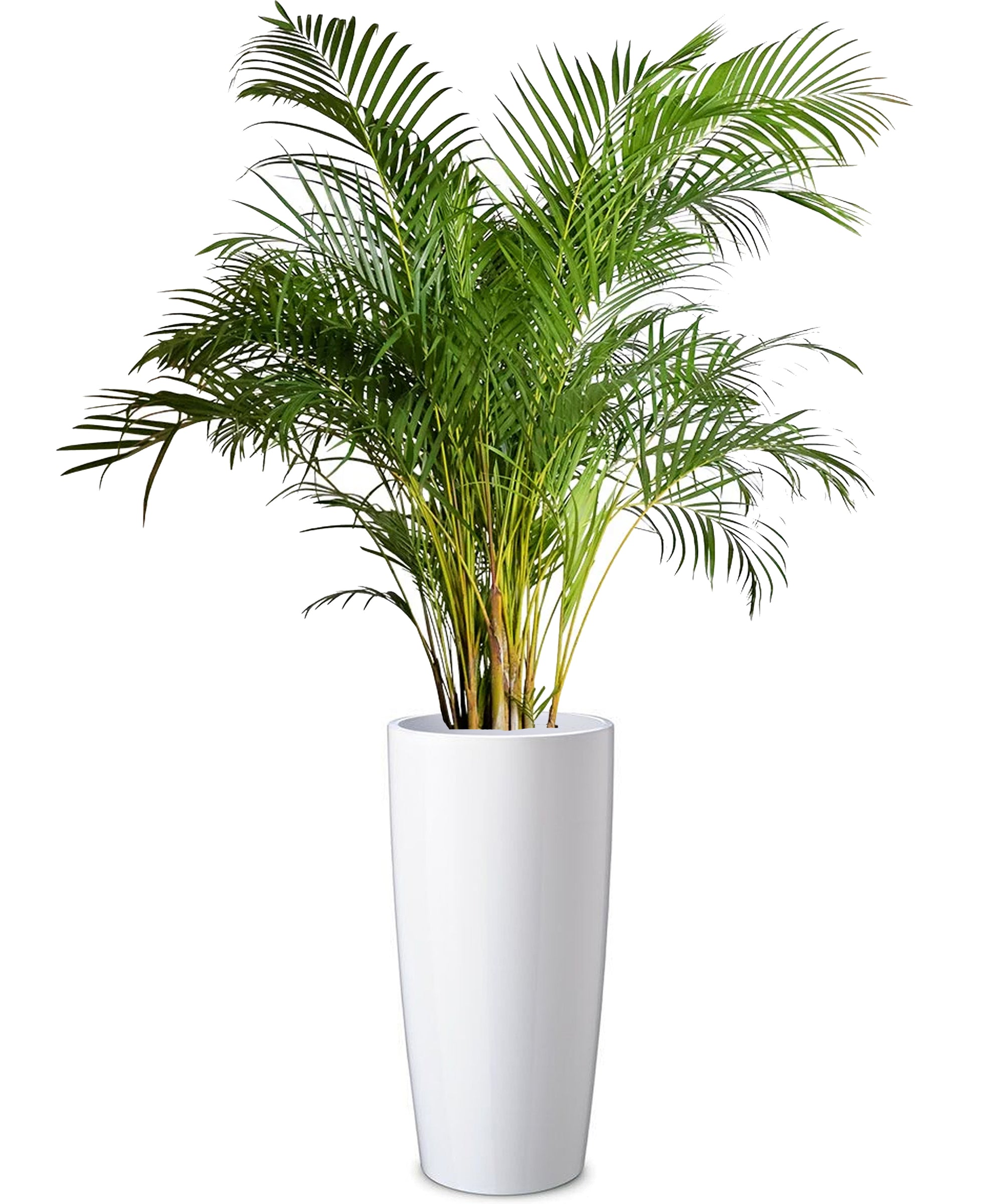 Areca mega vip