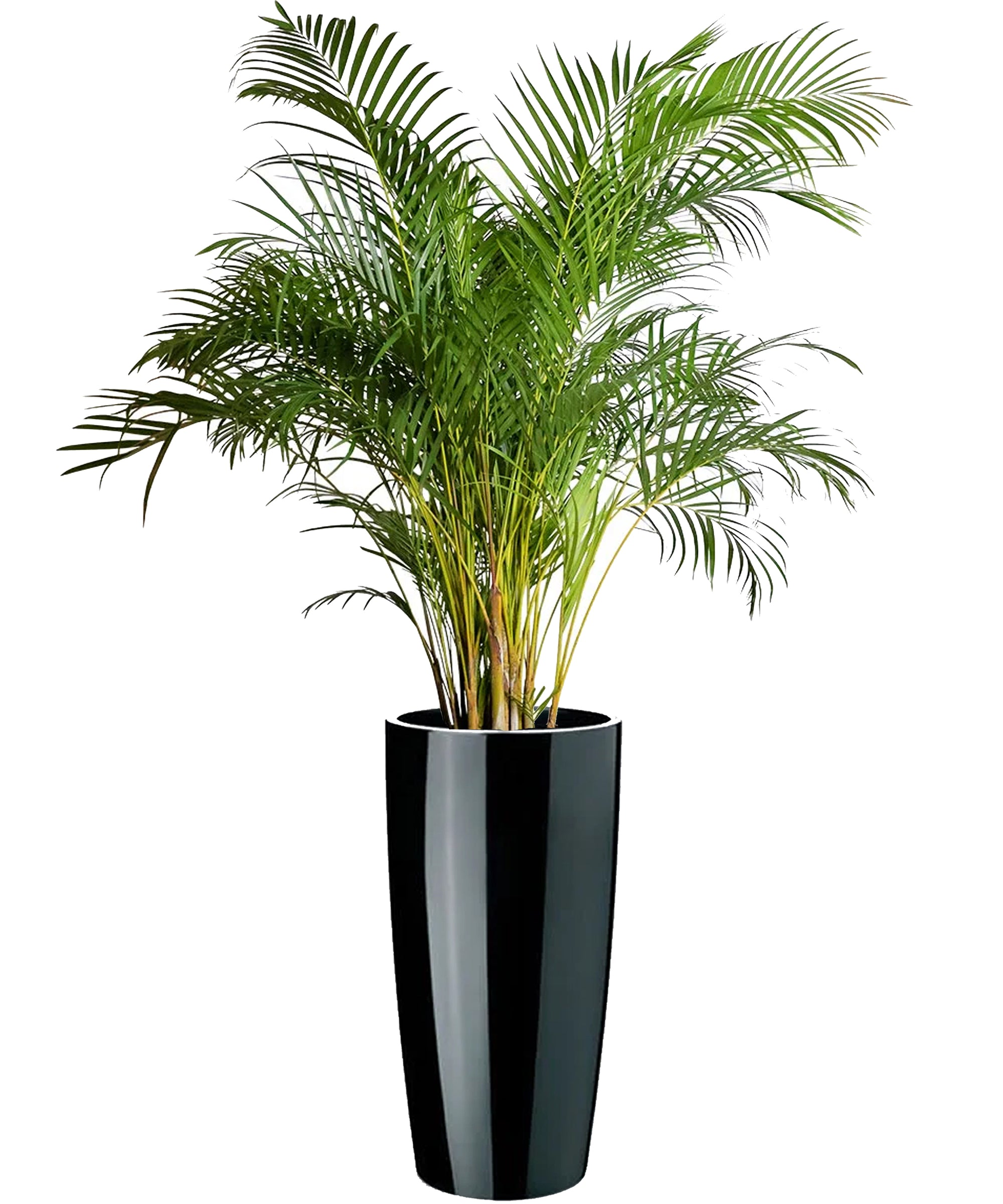 Areca mega vip
