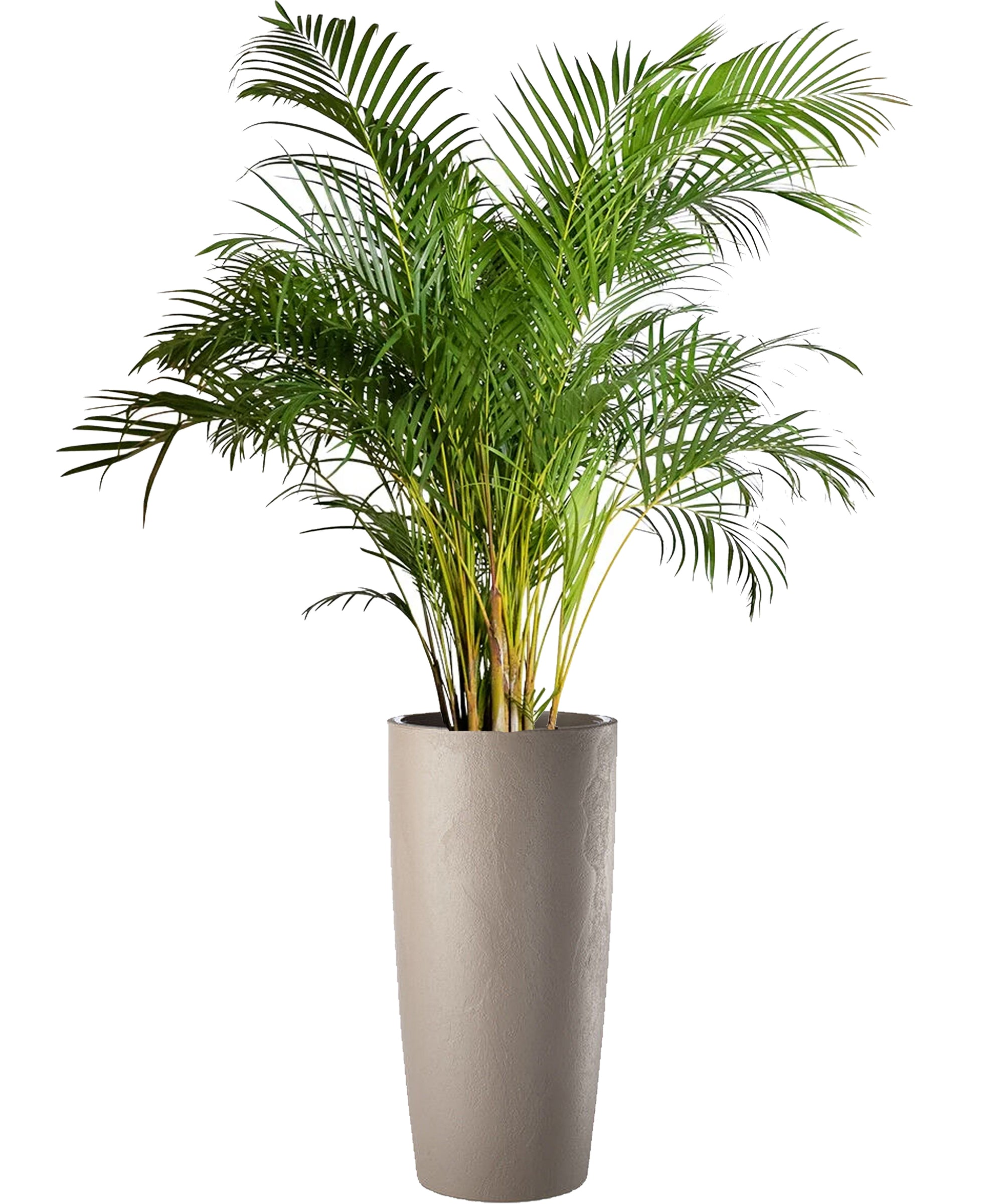 Areca mega vip