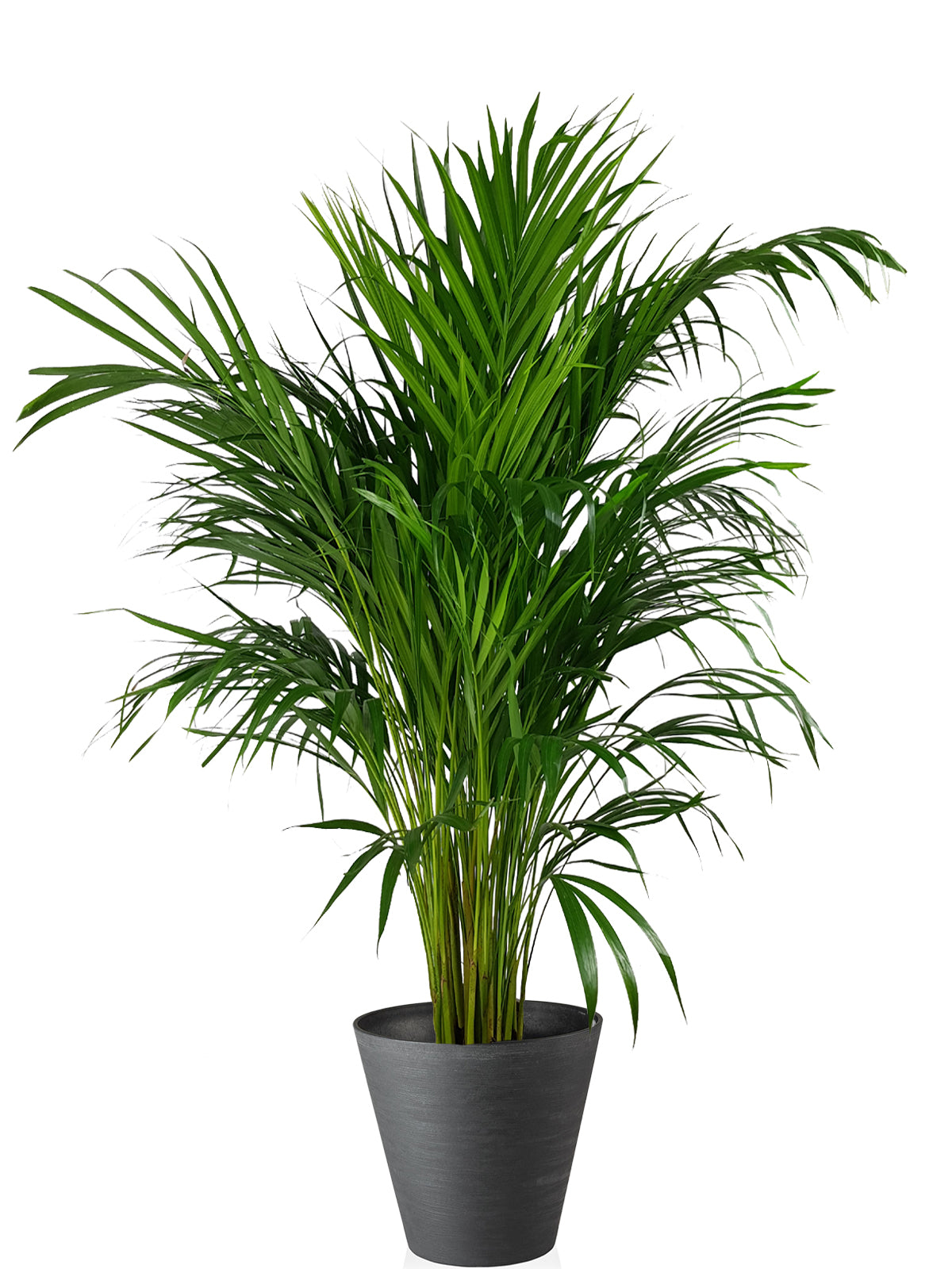 Palma Areca extra