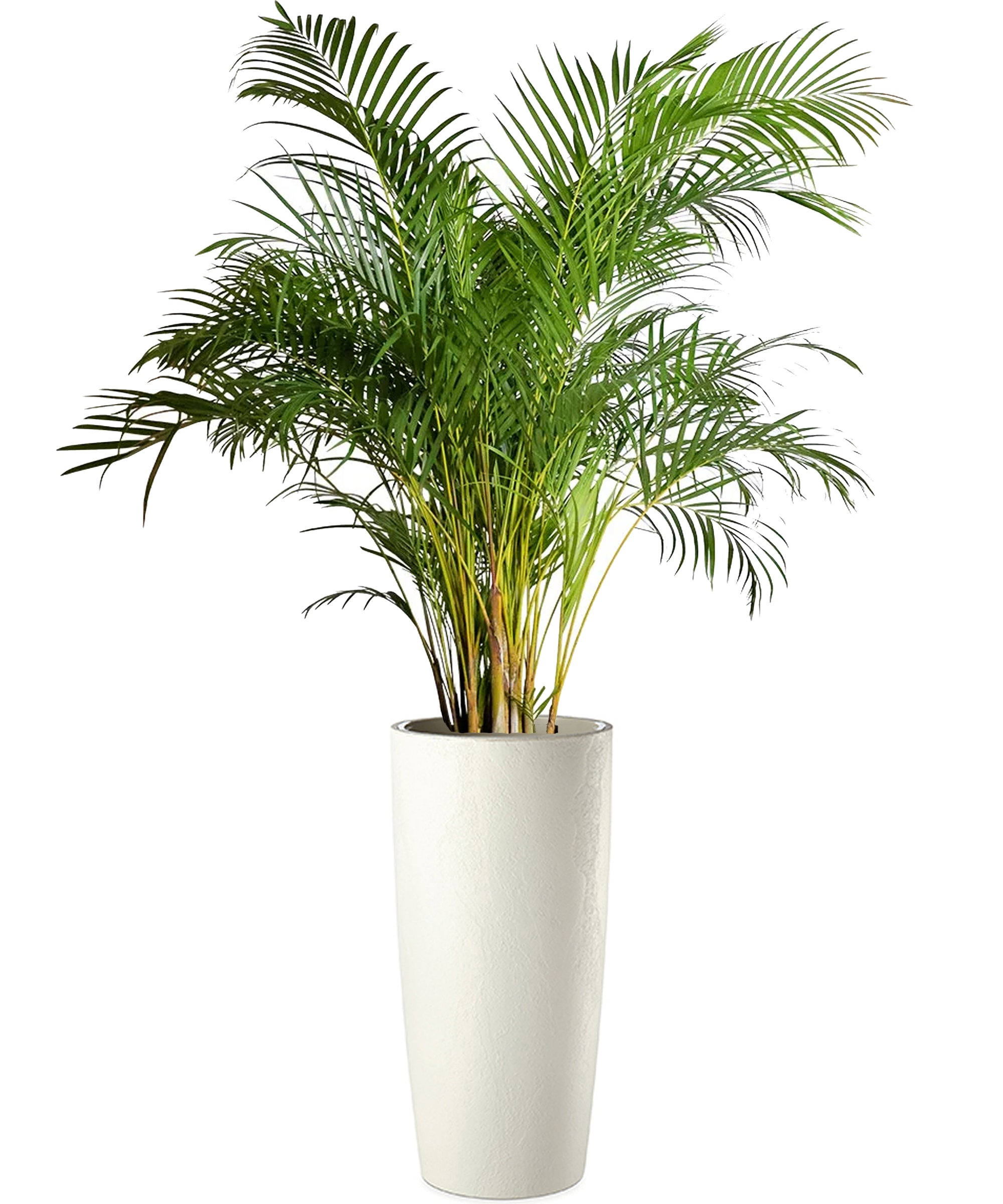 Areca mega vip