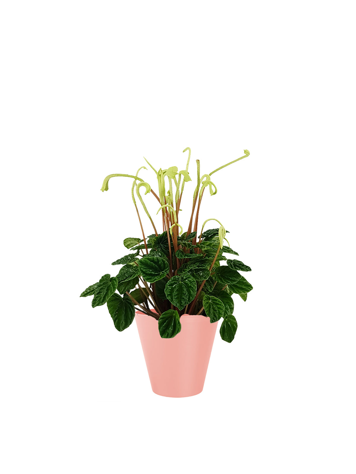 Peperomia