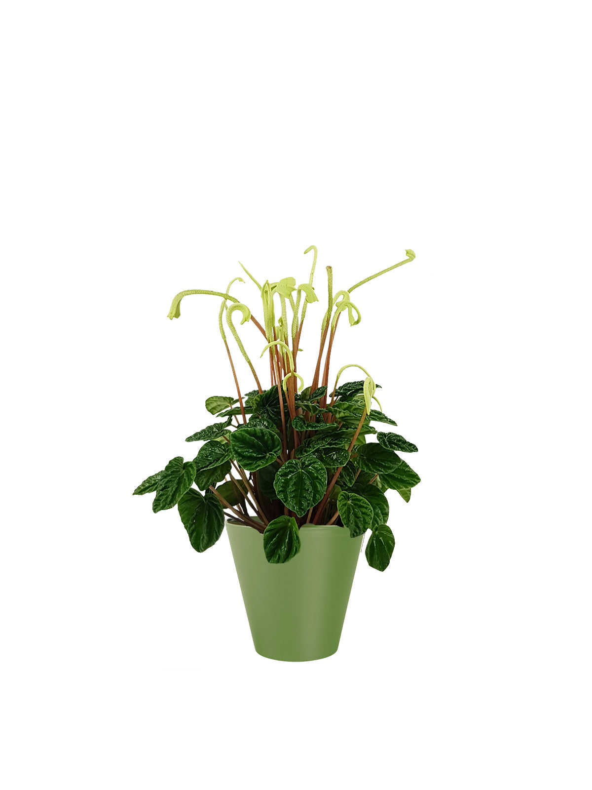 Peperomia