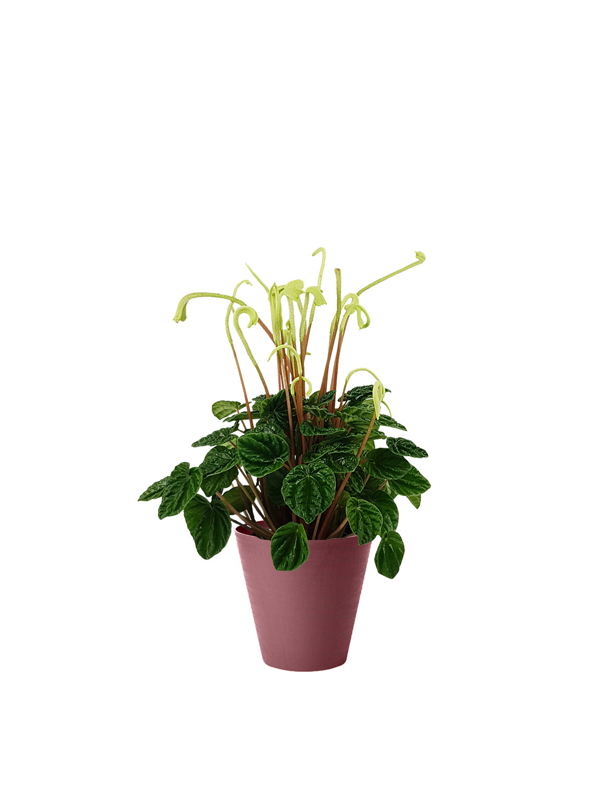 Peperomia