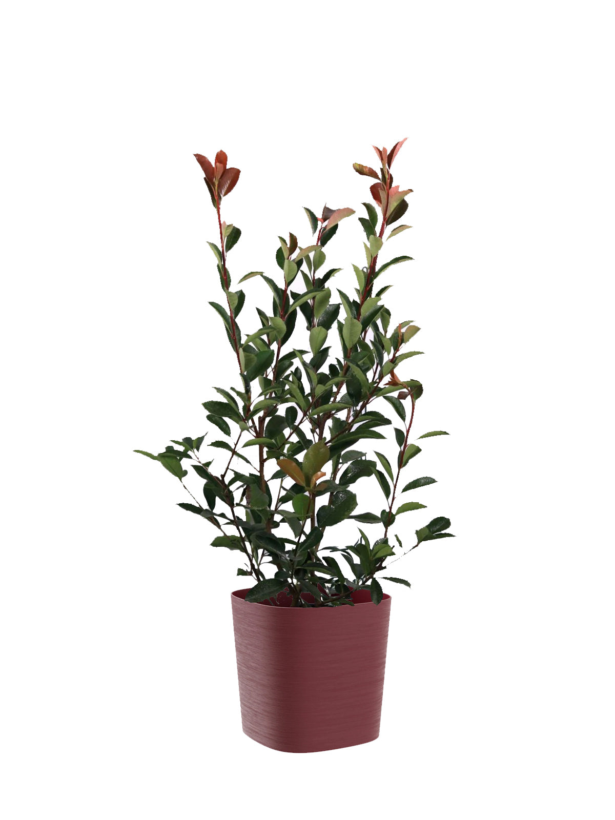 Photinia grande