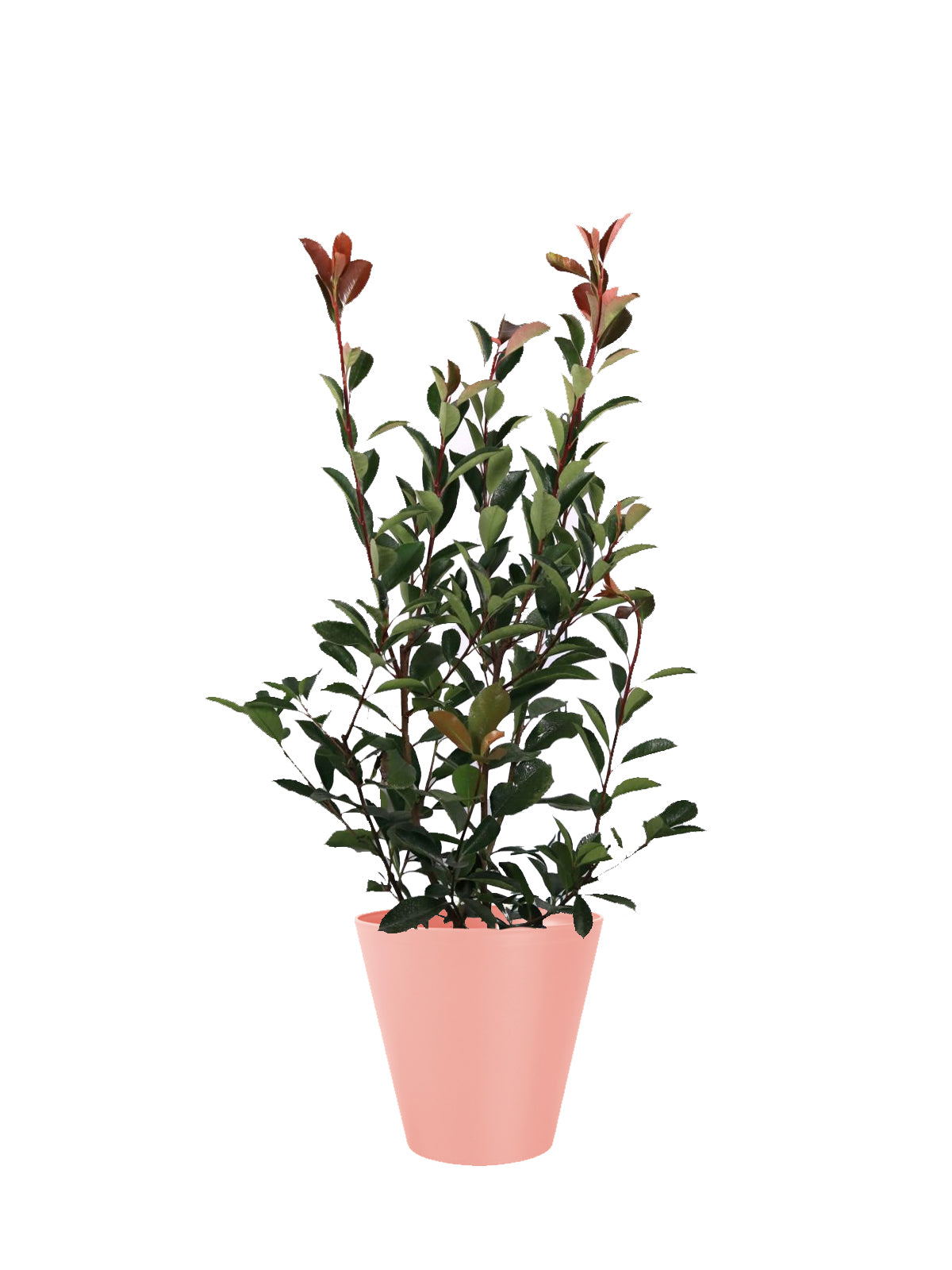 Photinia grande