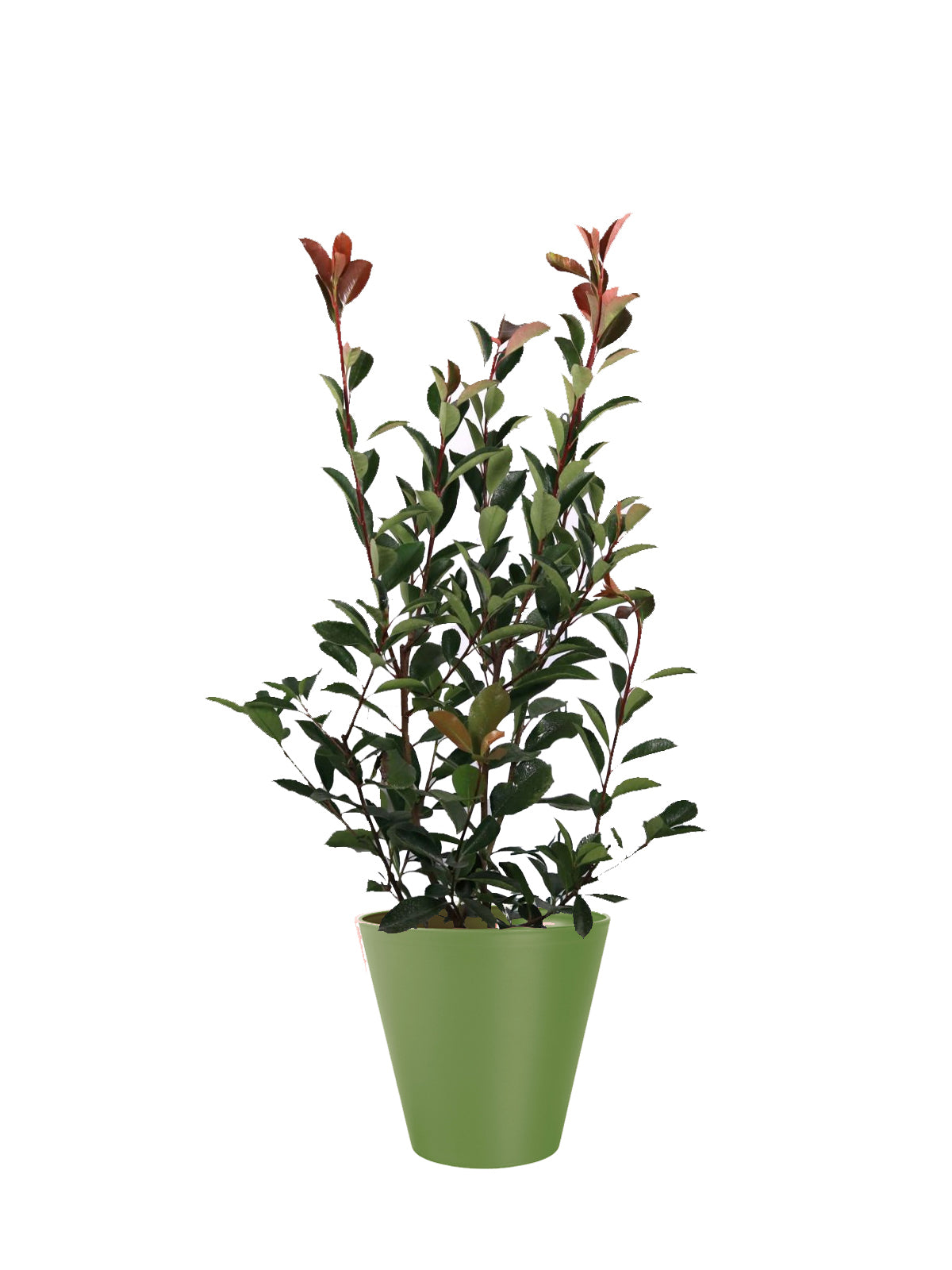 Photinia grande