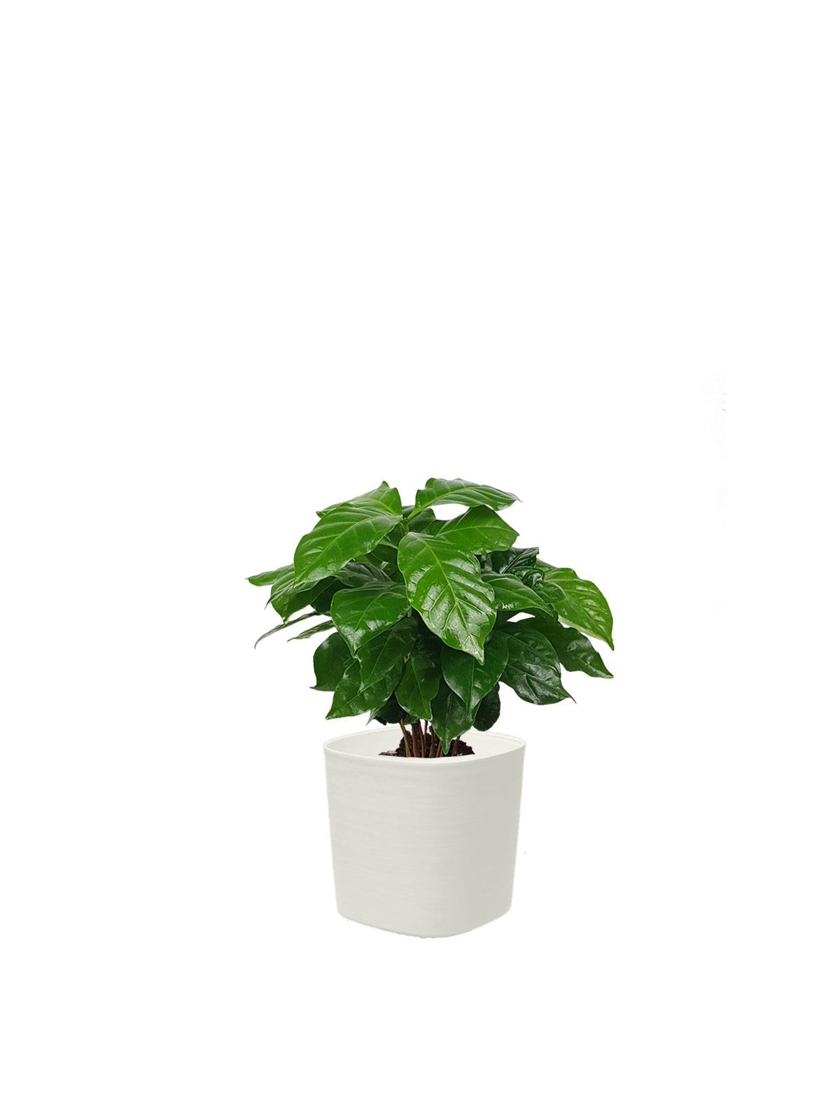 Pianta del Caffè