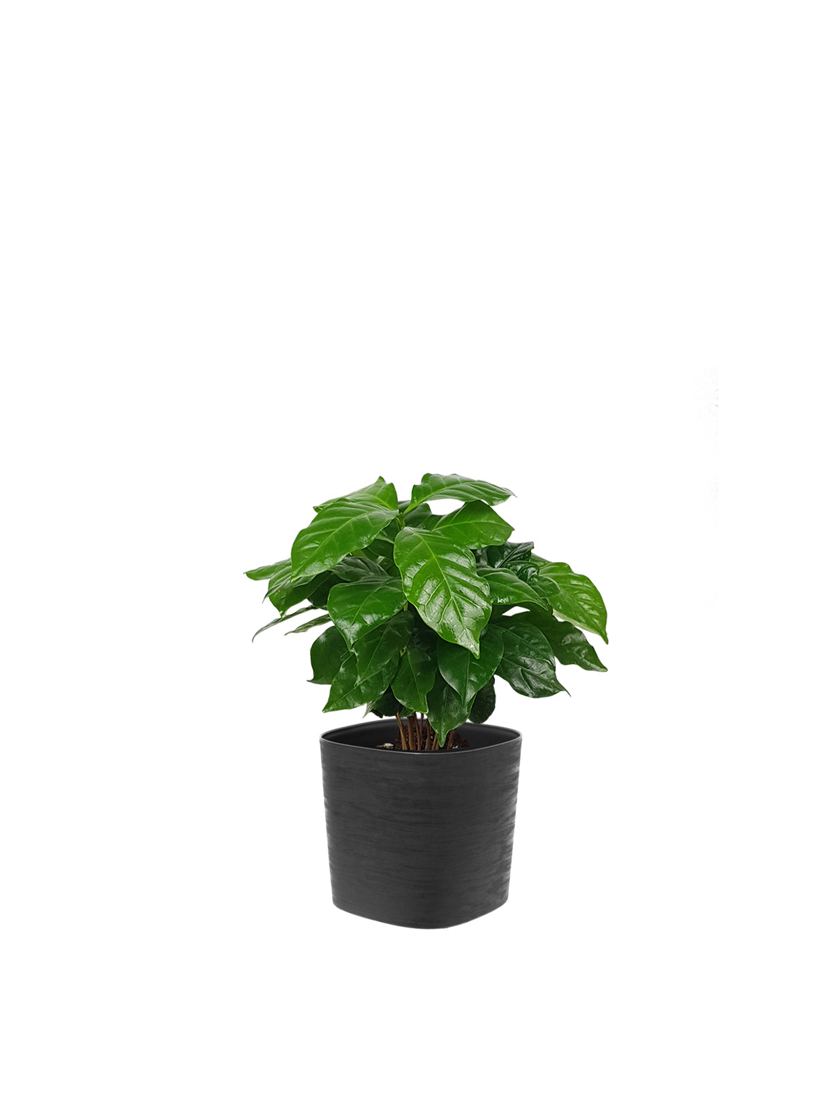Pianta del Caffè