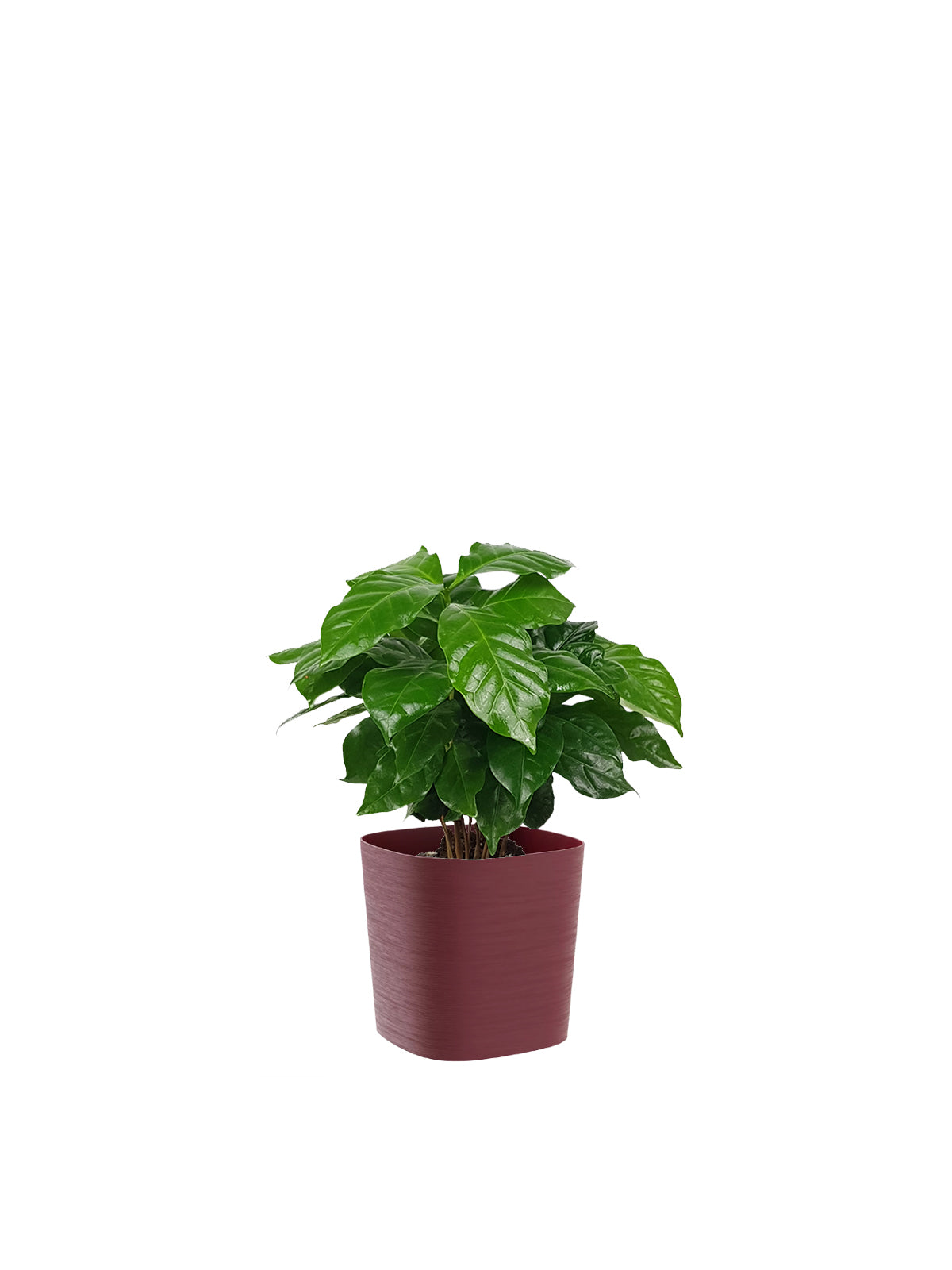 Pianta del Caffè