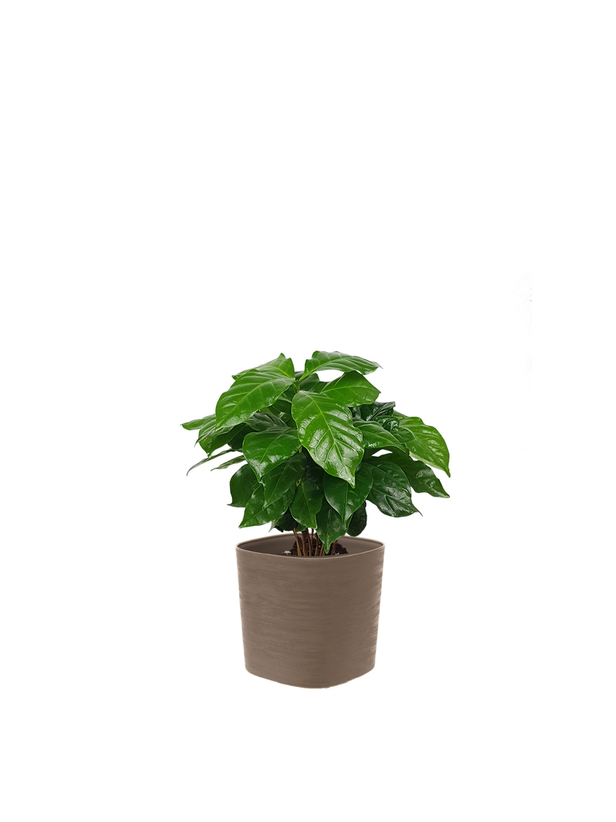 Pianta del Caffè