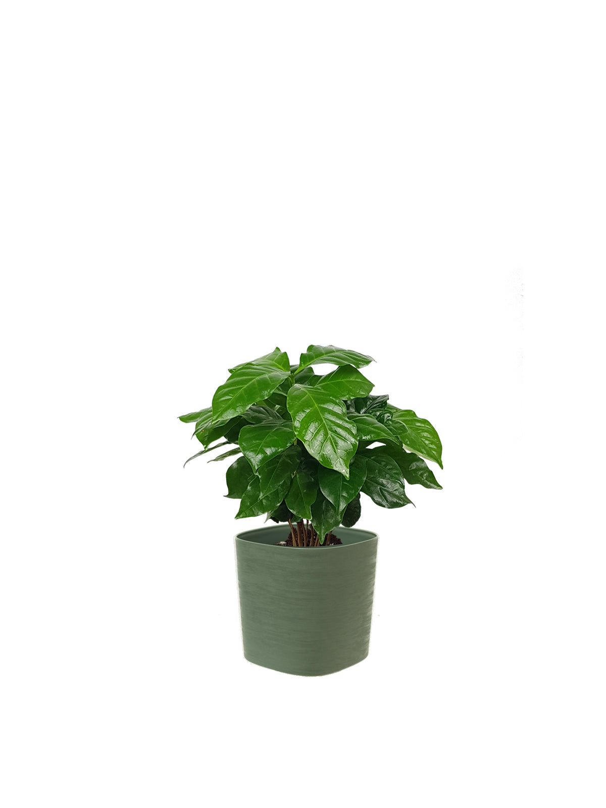 Pianta del Caffè