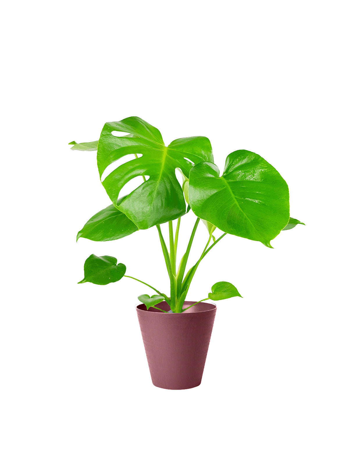 Pianta del Pane