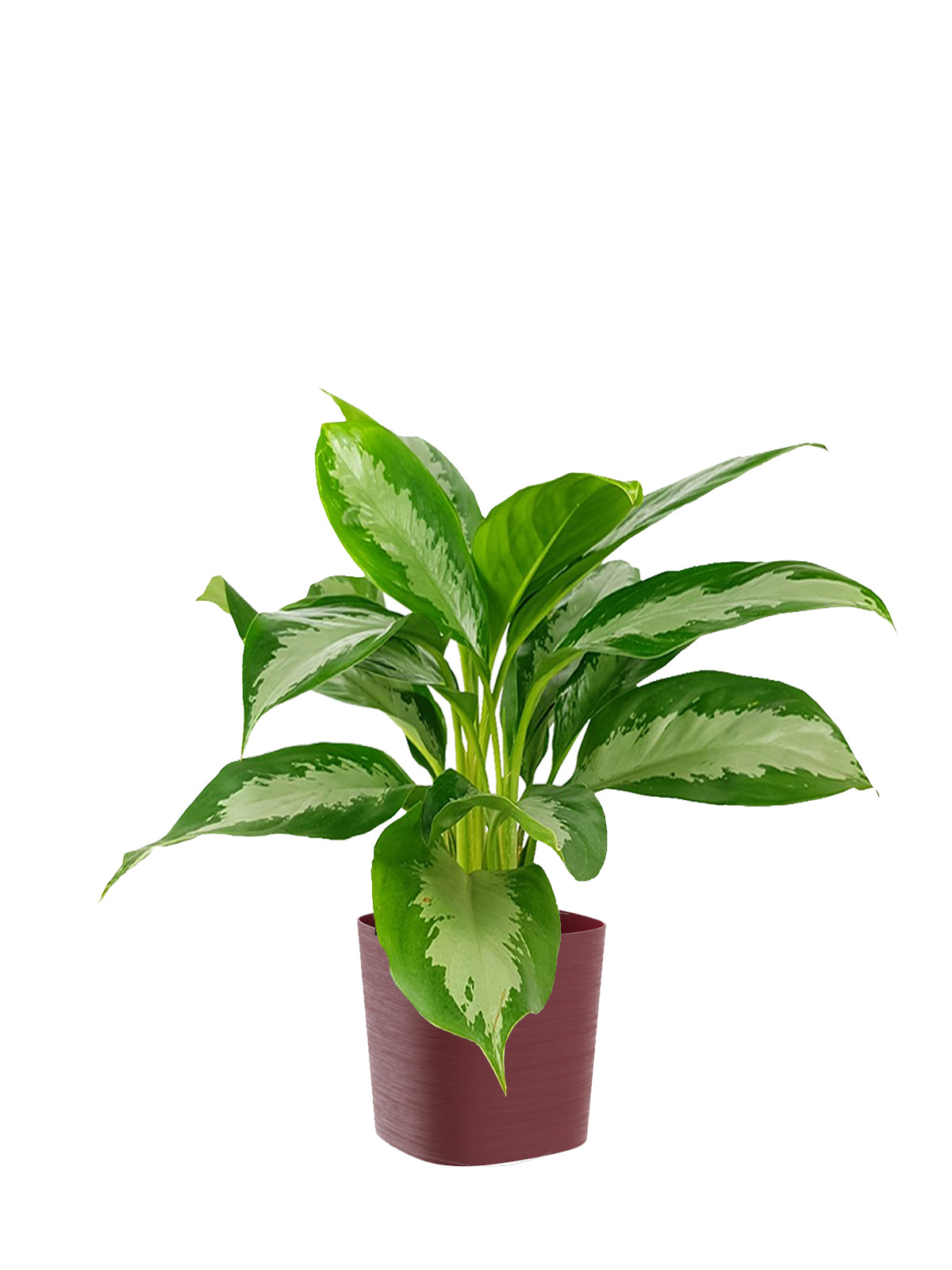 Pianta del Buio grande
