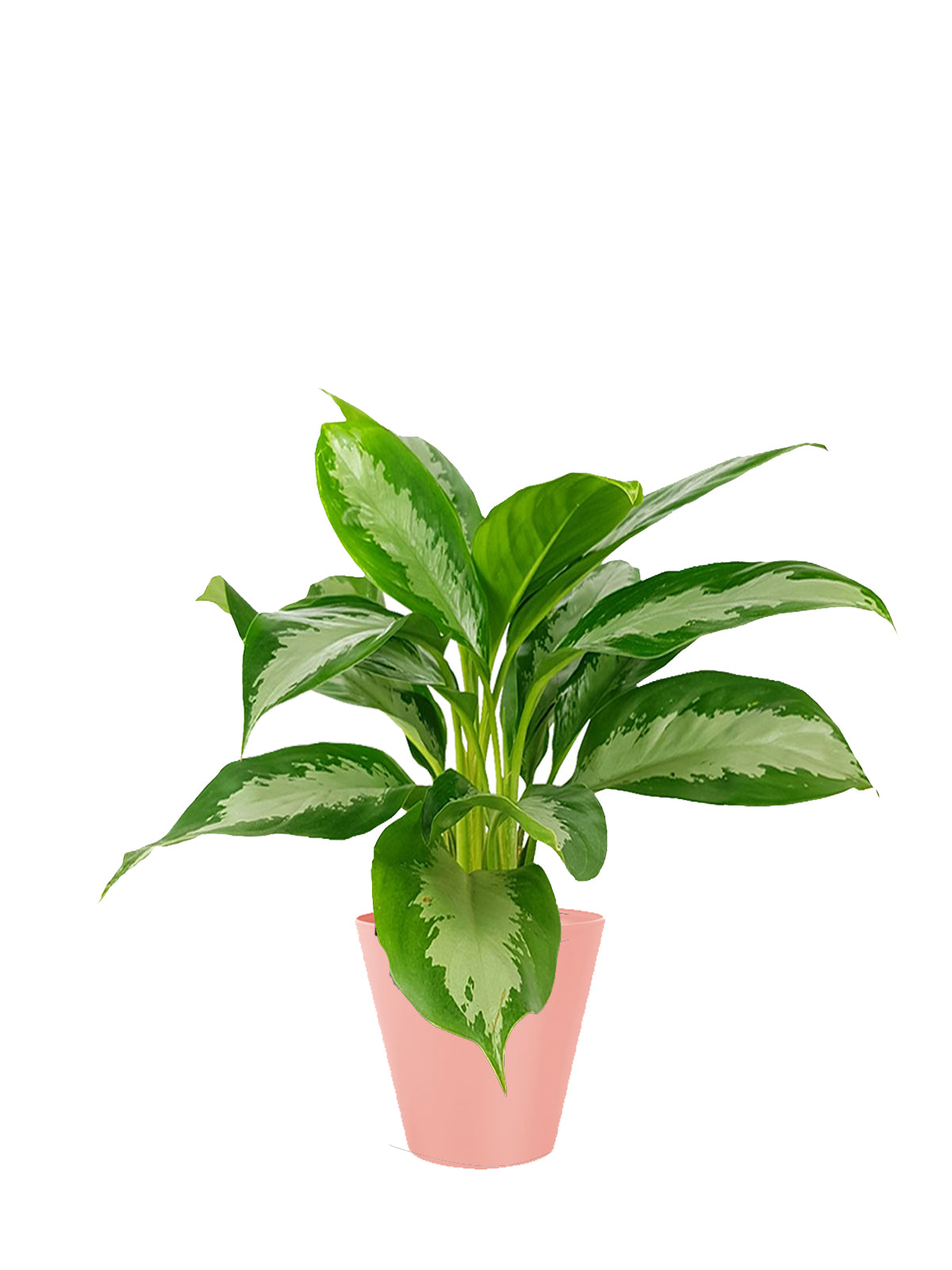 Pianta del Buio grande