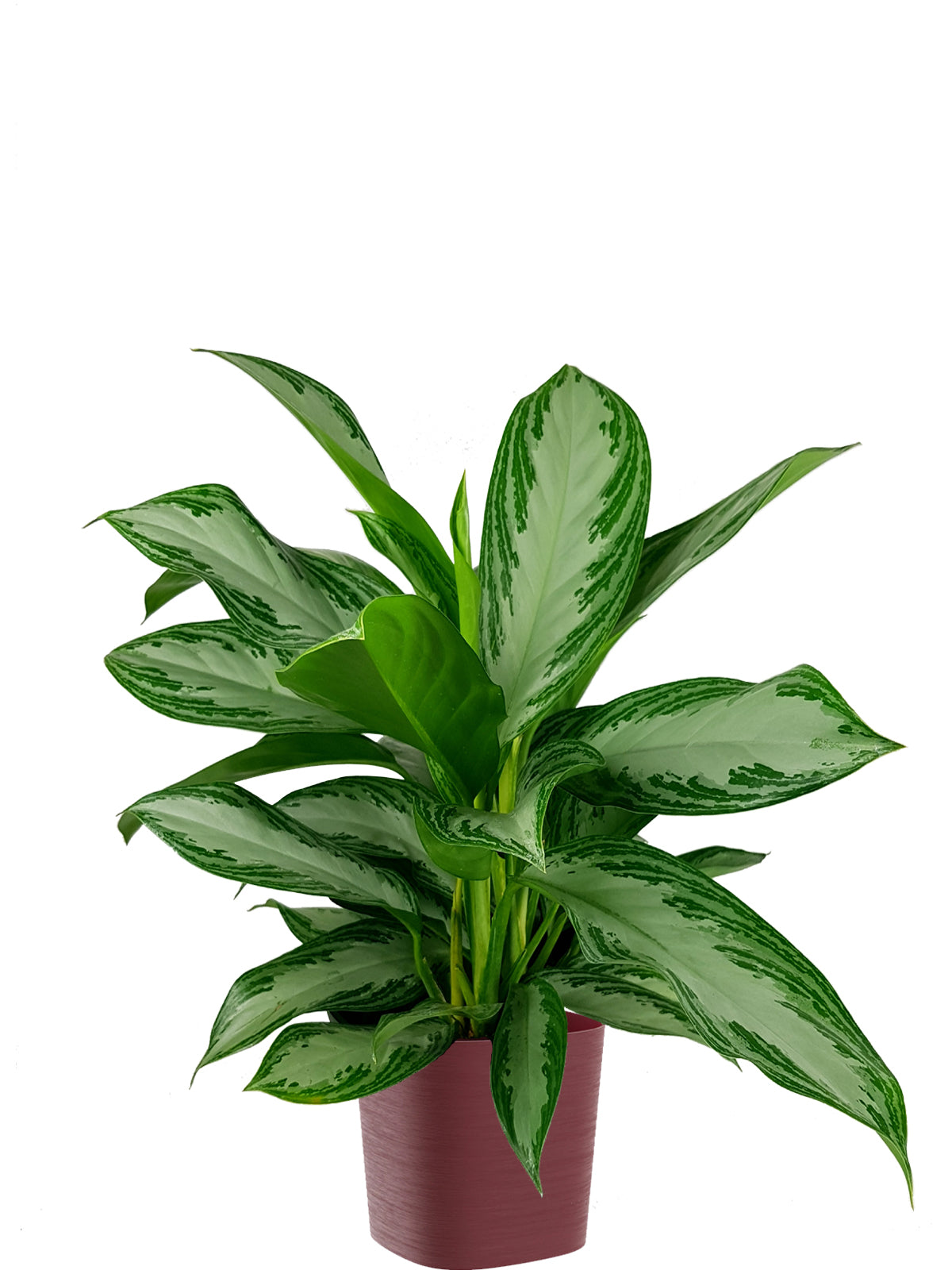 Pianta del Buio extra
