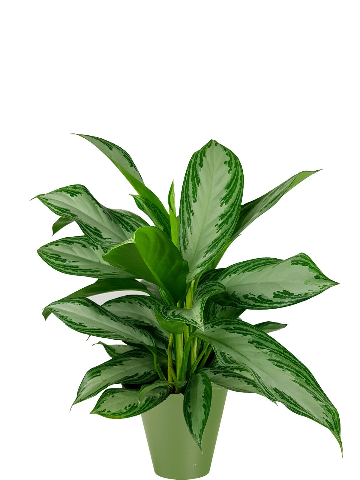 Pianta del Buio extra