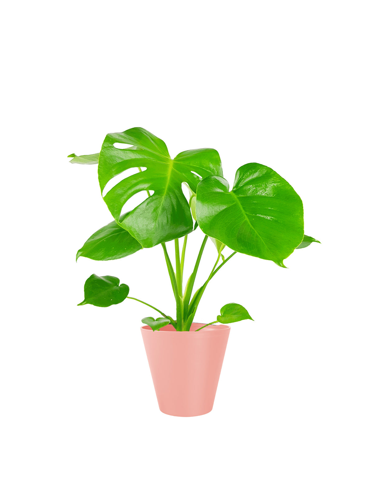 Pianta del Pane
