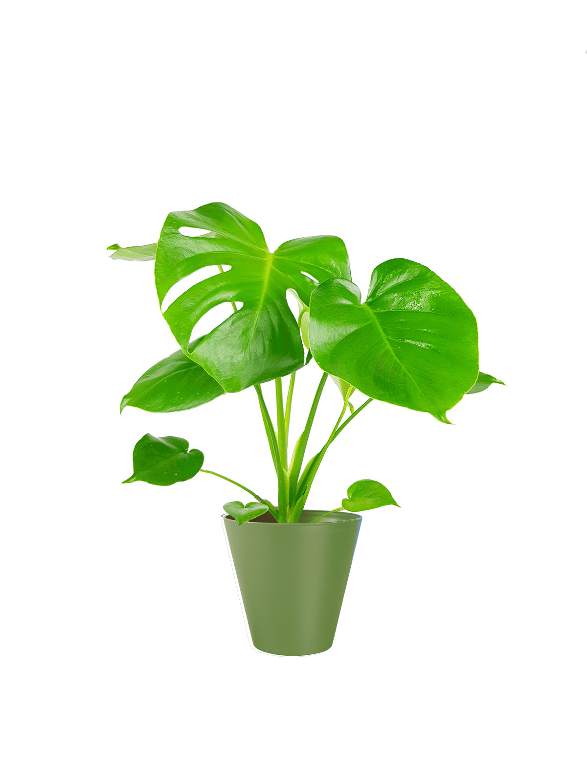 Pianta del Pane