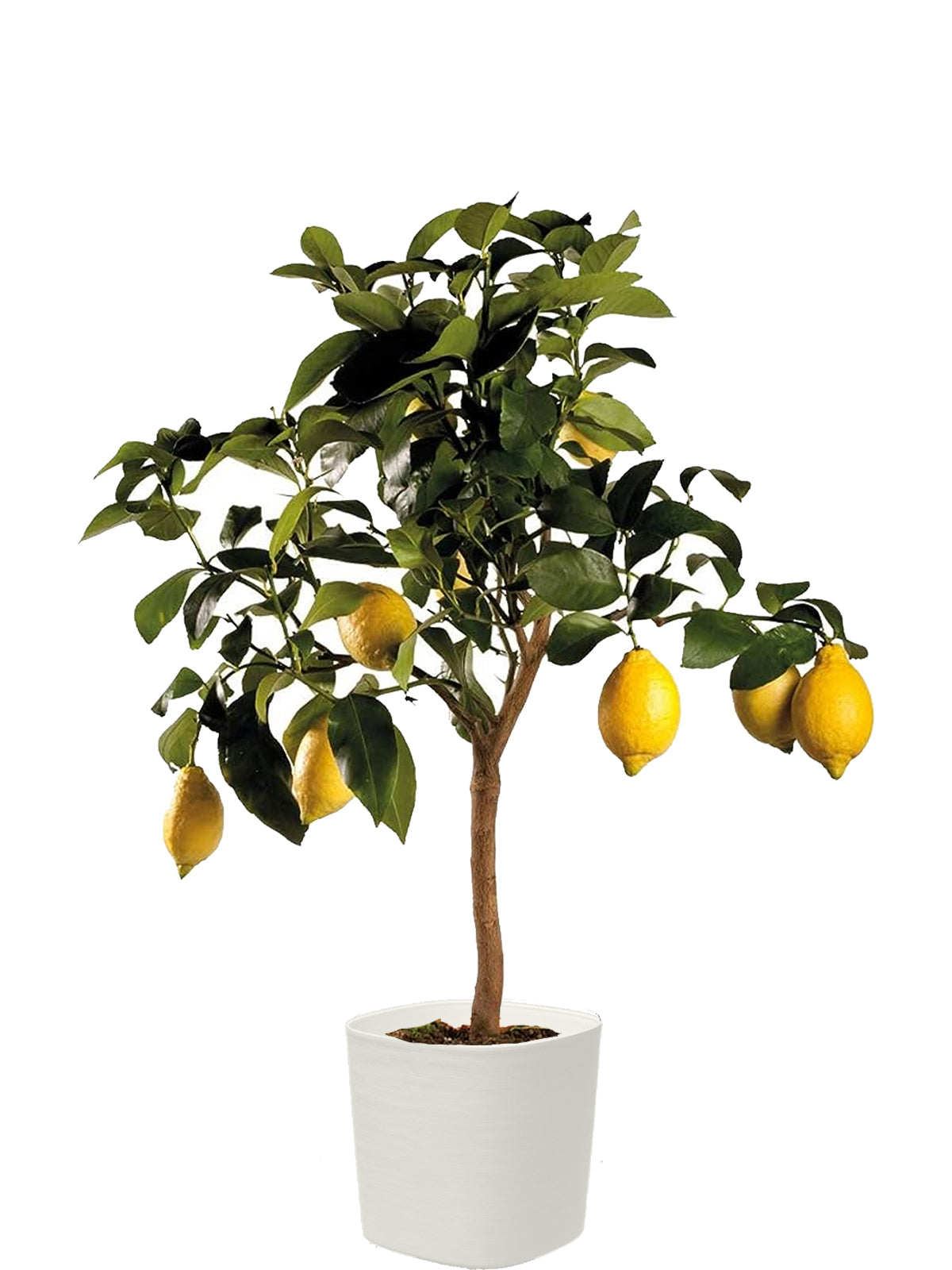 Pianta di Limone extra